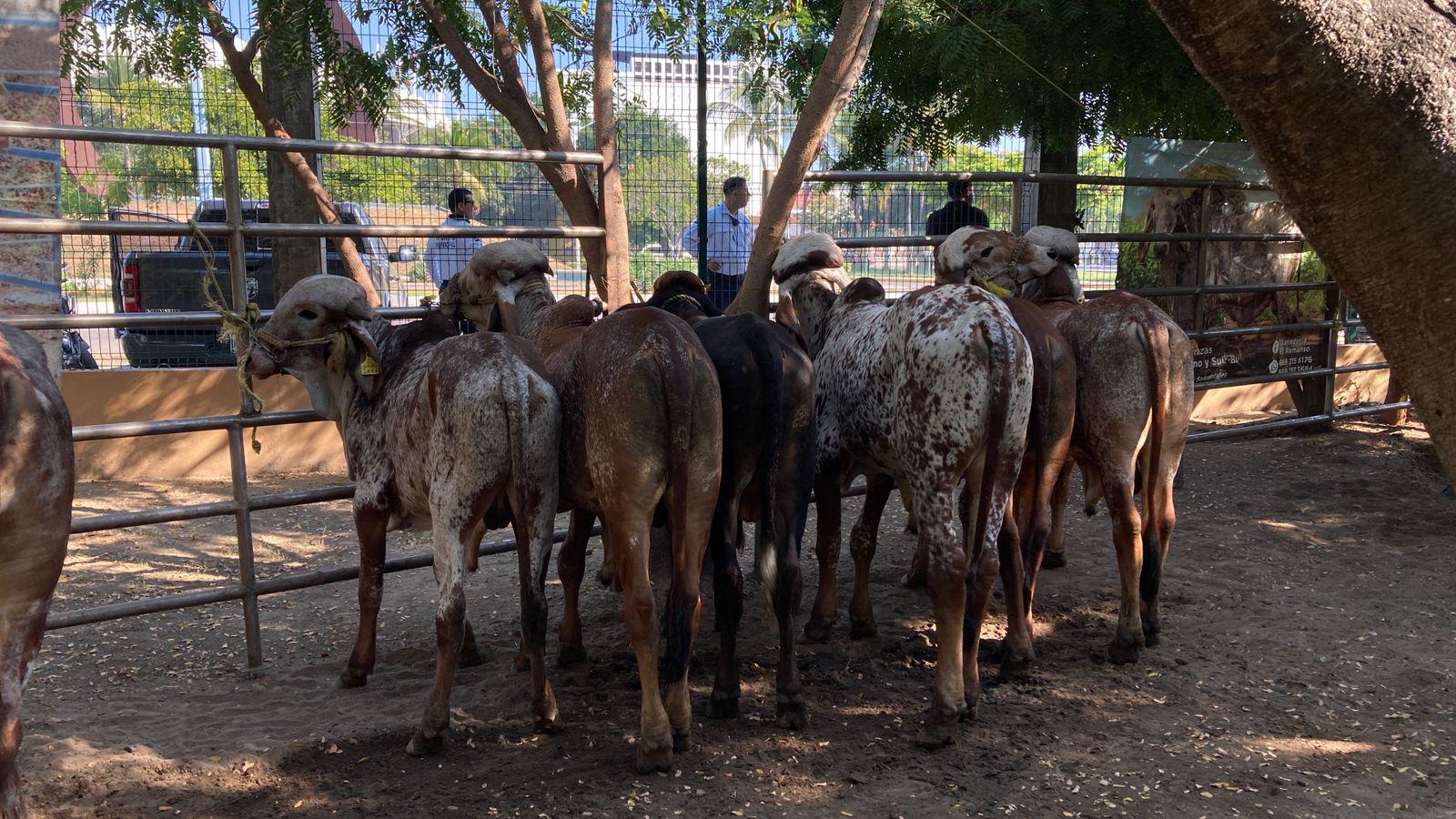 $!Celebran en Mazatlán primer Tianguis Ganadero junto a nueva entrega de apoyos económicos