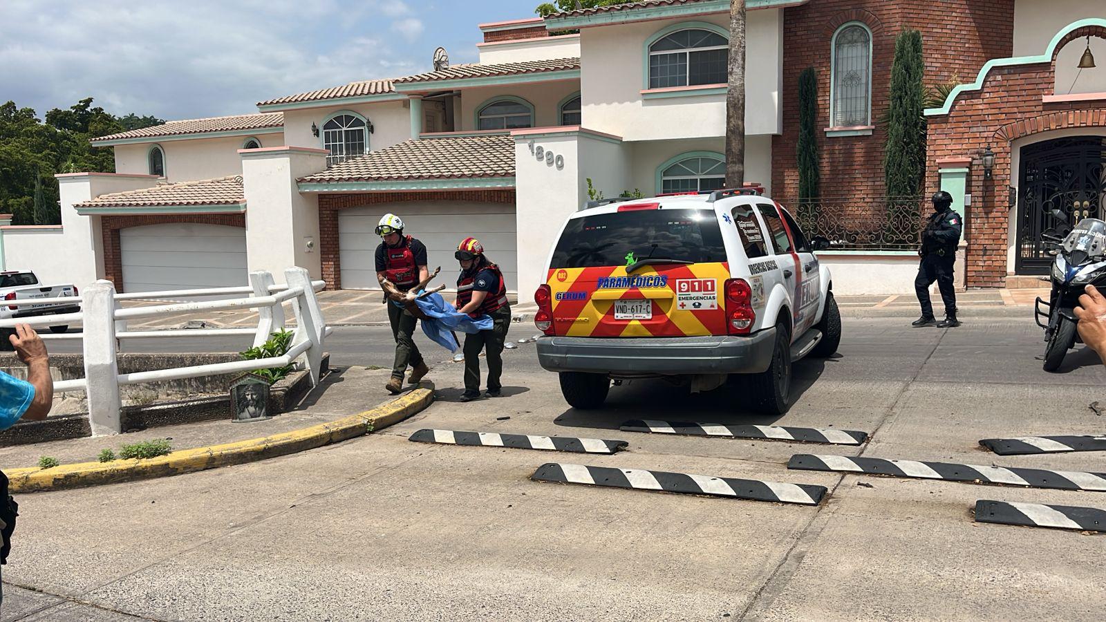 $!Asesinan a un hombre en Culiacán; una perrita resulta herida de bala