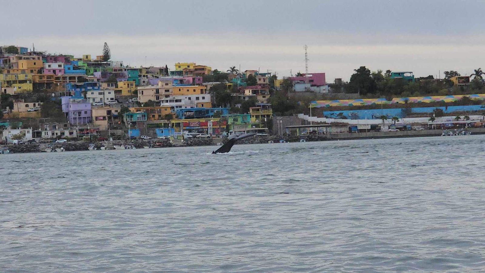 $!#VIDEO Captan a ballena en la bahía de Topolobampo