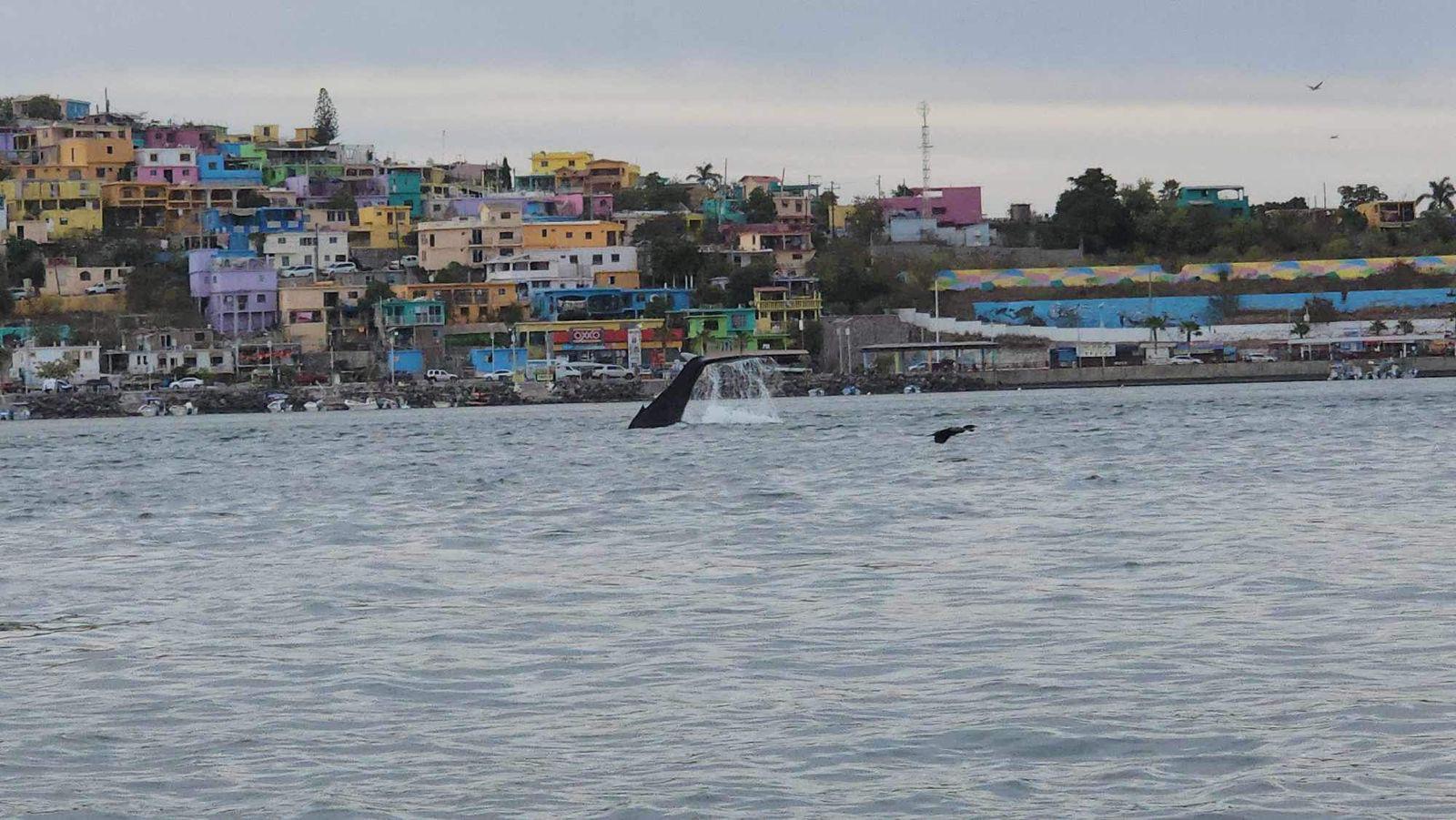 $!#VIDEO Captan a ballena en la bahía de Topolobampo