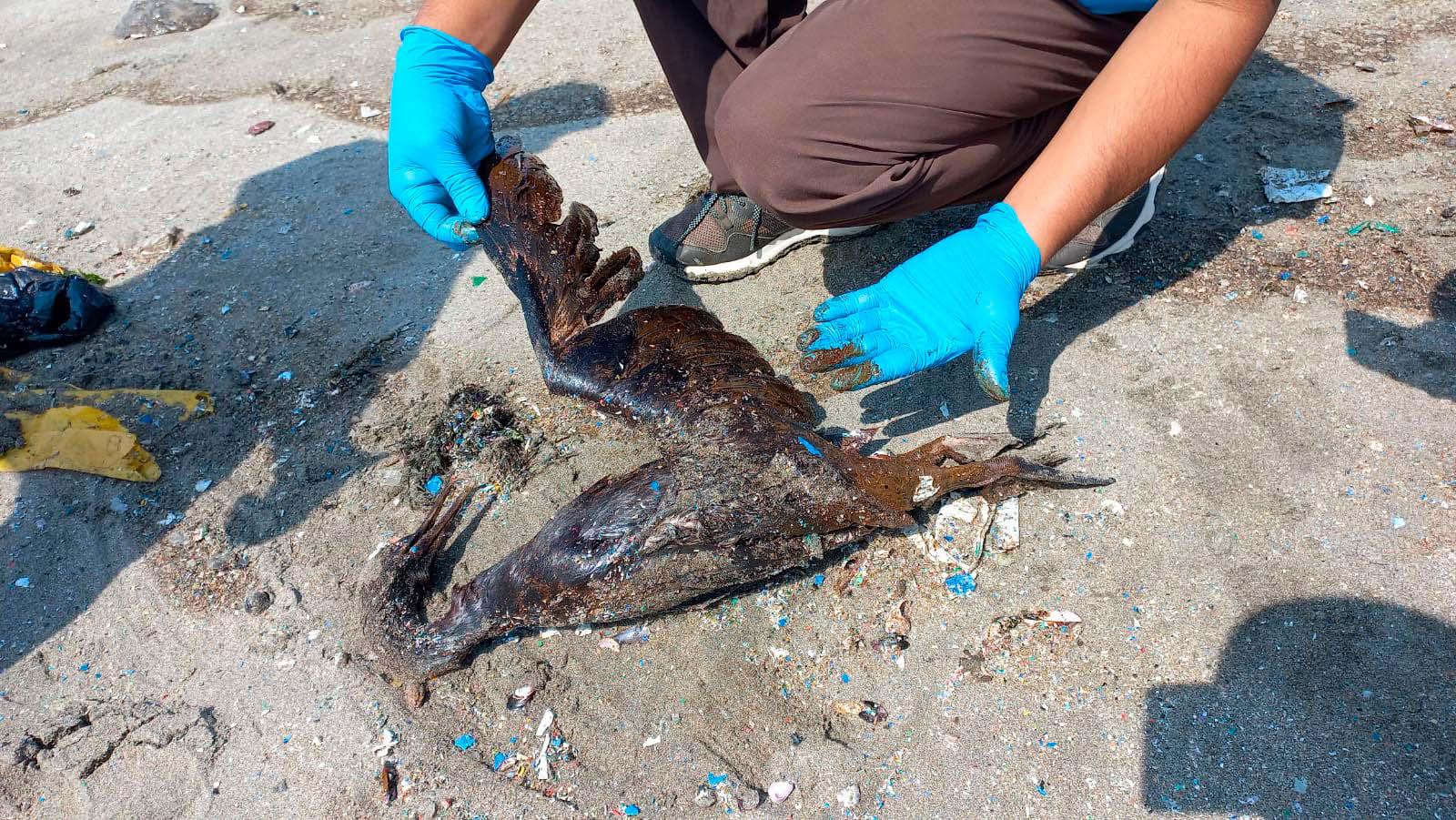 $!Personal de Serfor acudió a las playas afectadas por el derrame para rescatar a los animales marinos.