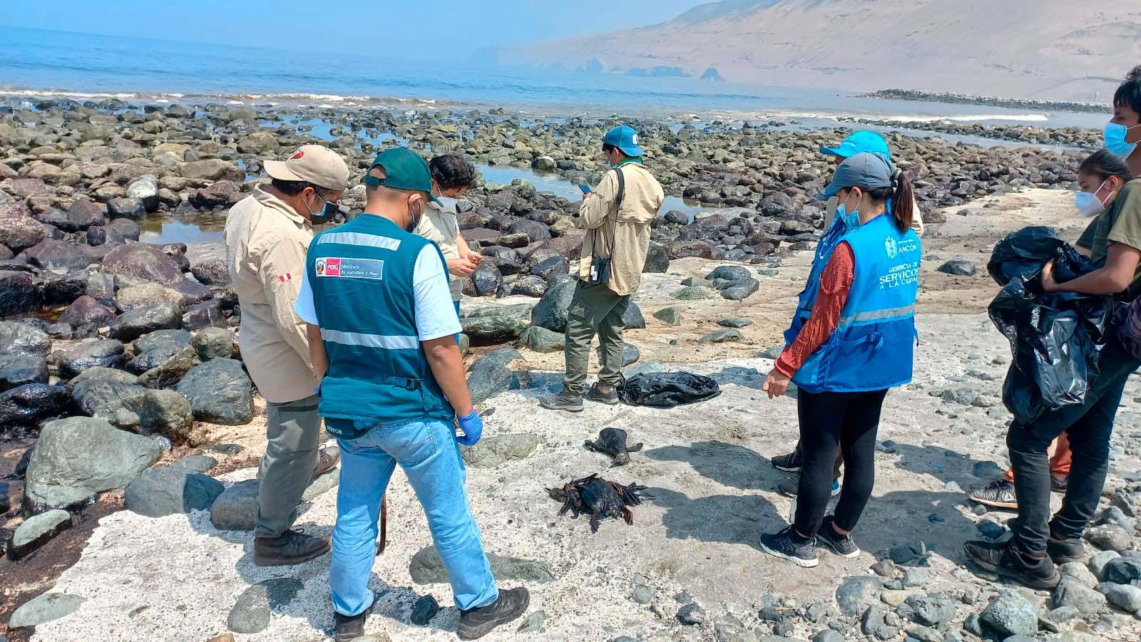 $!Diversas instituciones públicas recorren las zonas afectadas por el derrame de petróleo.