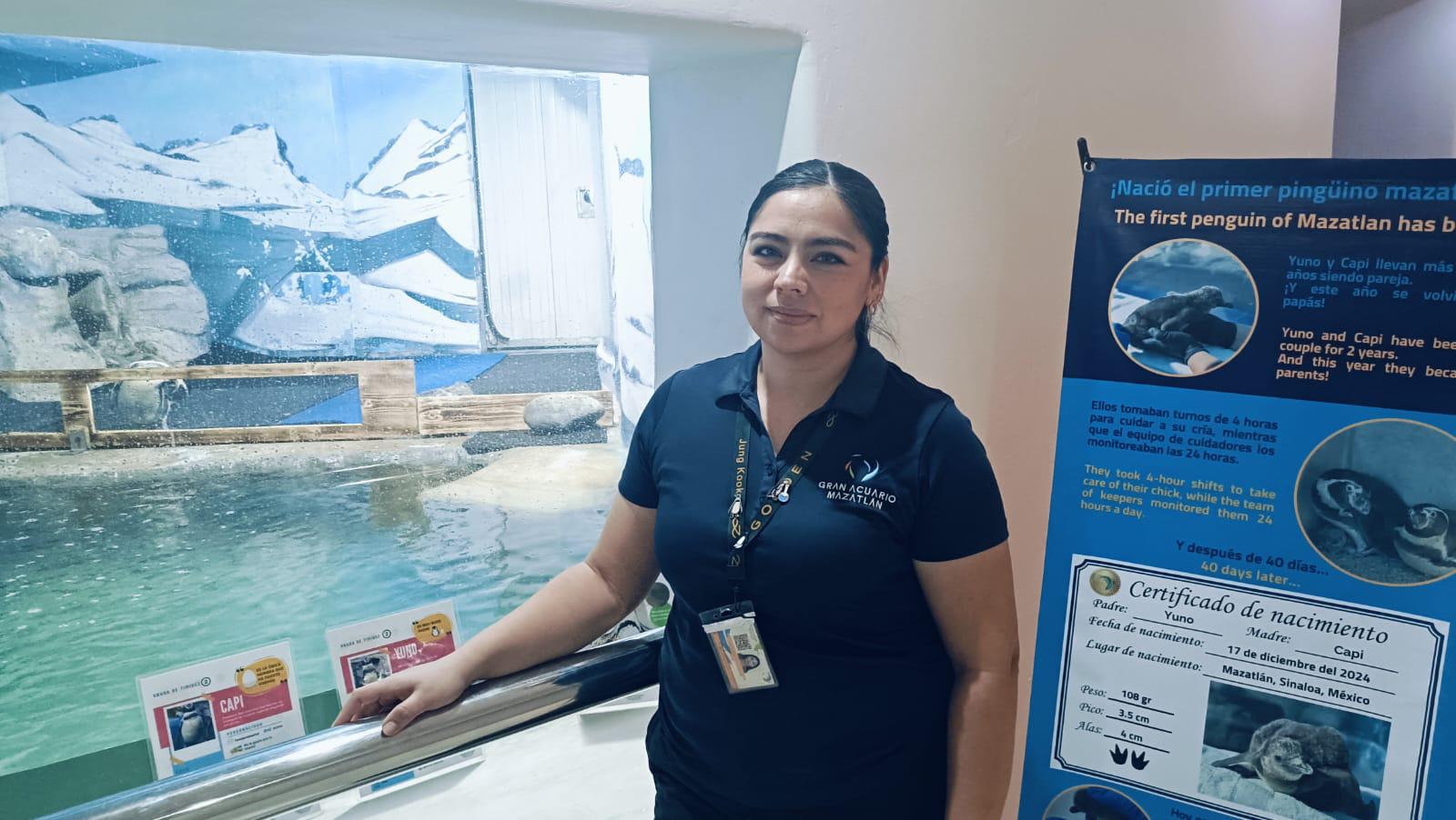 $!Cumple 3 meses pequeño pingüino nacido en el Gran Acuario Mazatlán