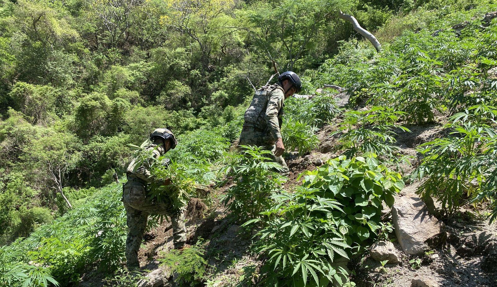 $!Destruye la Marina 186 plantíos de amapola y 24 de mariguana en Nayarit