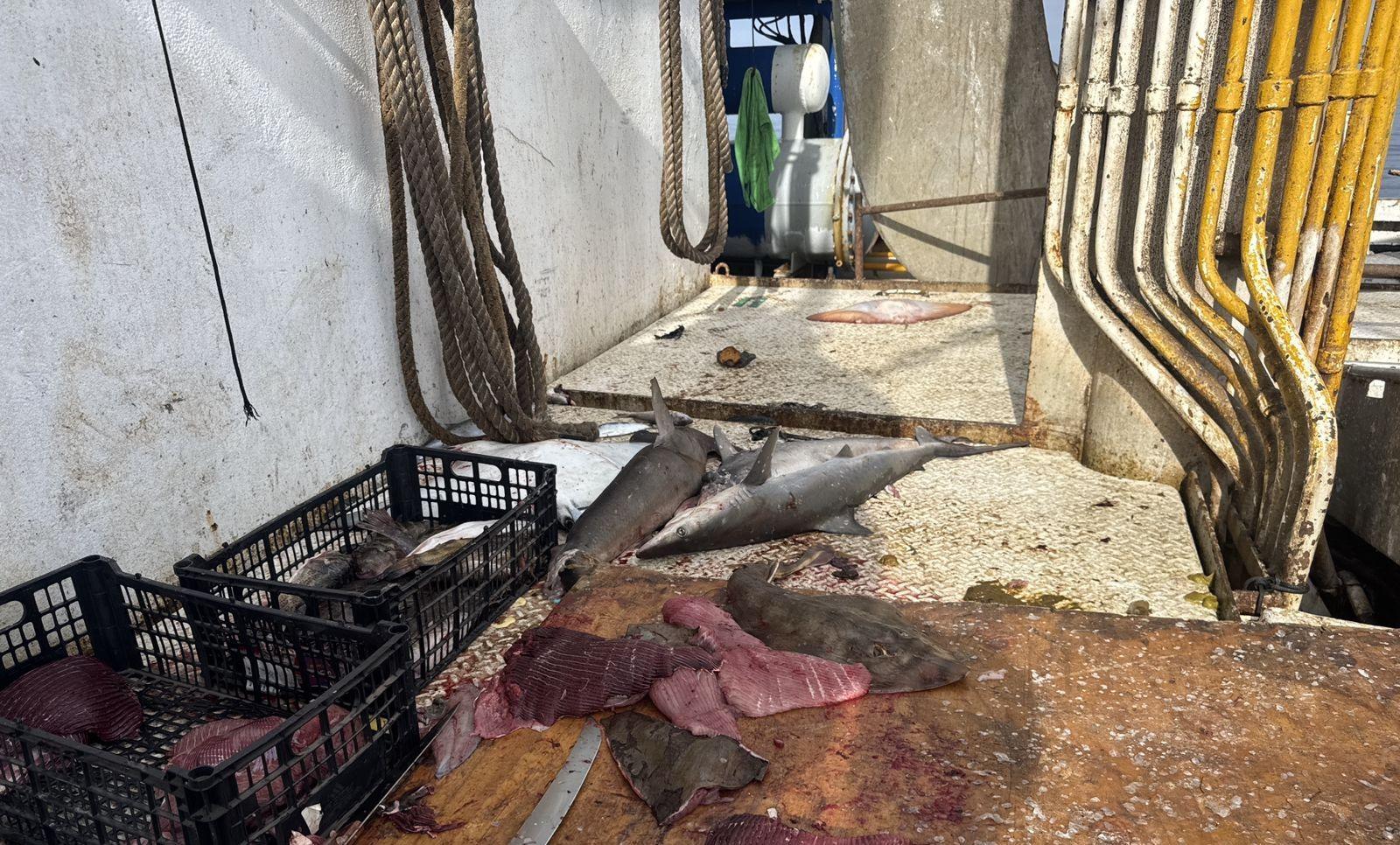 $!Asegura Marina en un buque 62 ejemplares de tiburón y 4 de mantarraya en veda