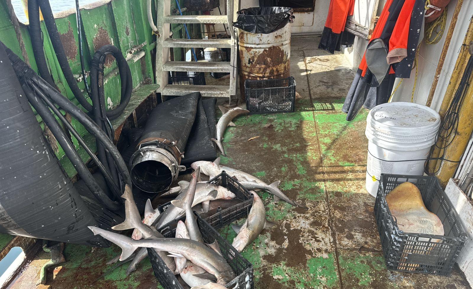 $!Asegura Marina en un buque 62 ejemplares de tiburón y 4 de mantarraya en veda