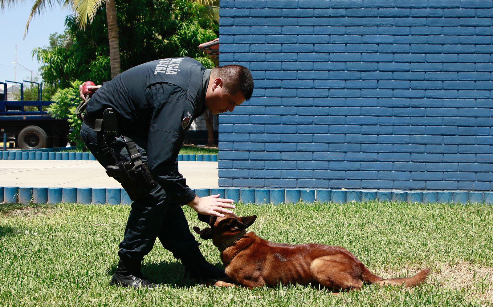 $!Guardianes de la seguridad en Culiacán, héroes de cuatro patas