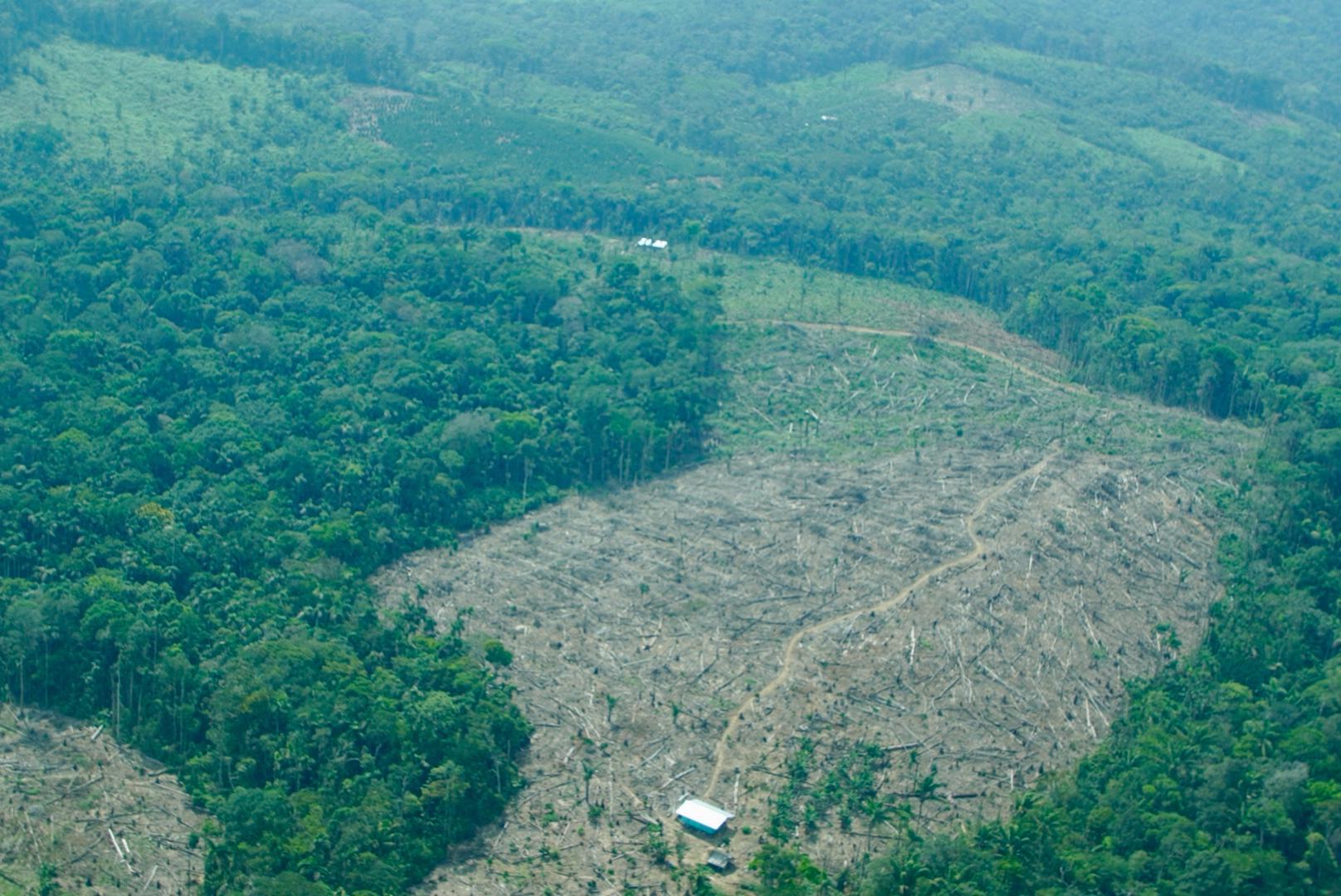 $!La deforestación en áreas del Sistema de Parques Nacionales Naturales representó el 10 % del total en 2024.