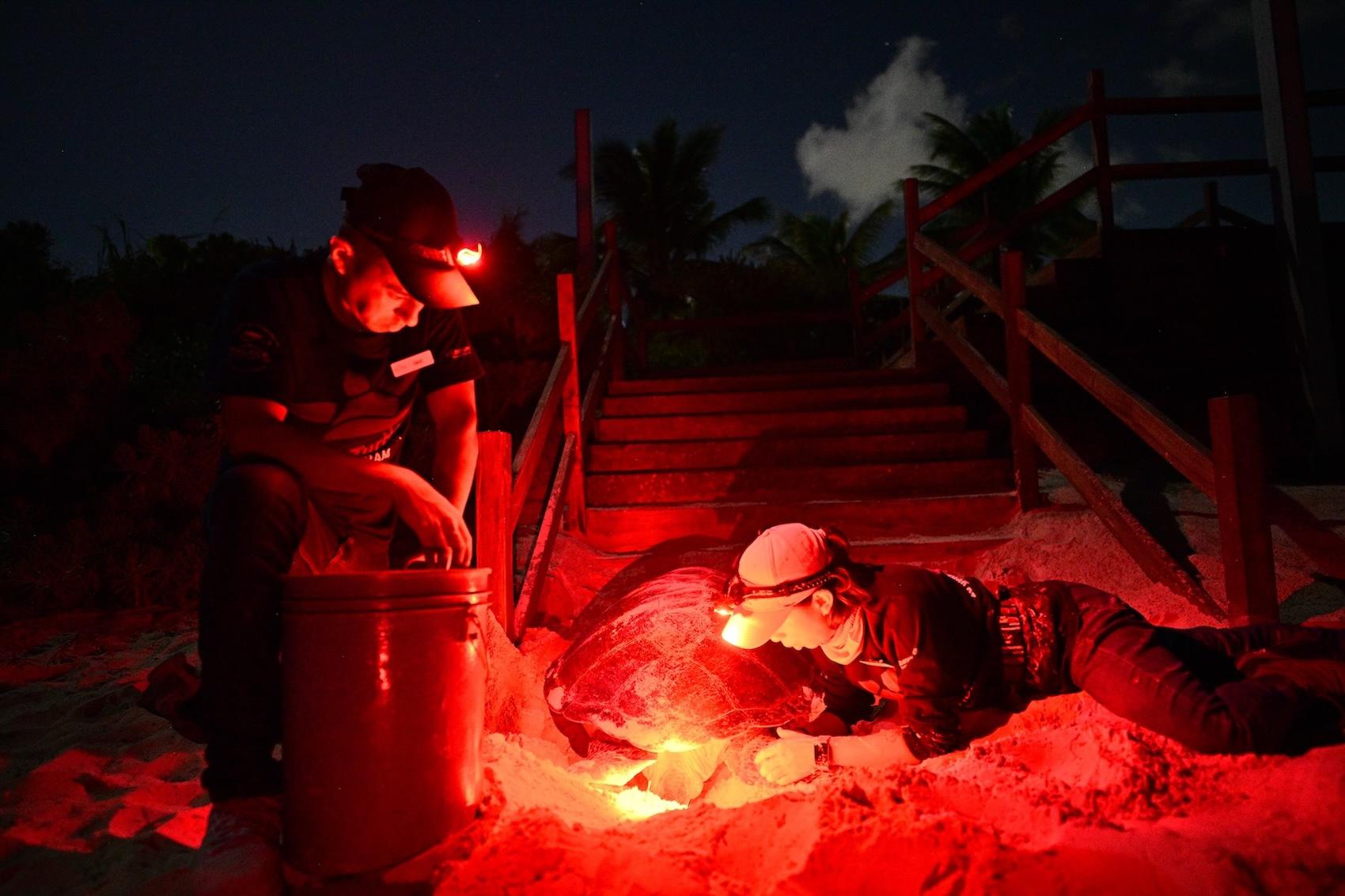 $!Rastreando el nacimiento de la tortuga verde: el aumento de la temperatura en el mar impacta en la anidación de la especie en las costas de México
