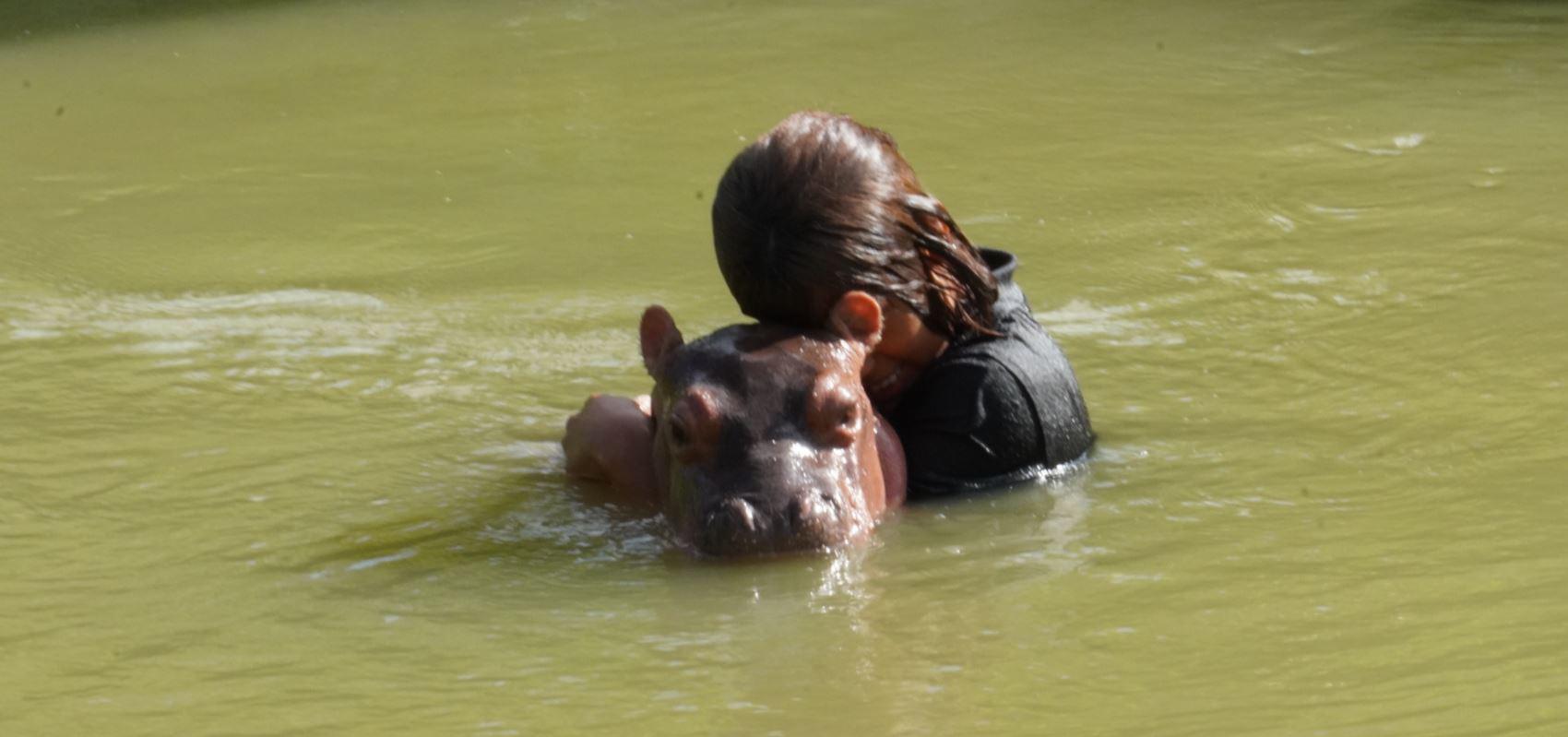 $!La hija del traficante y la pequeña hembra de hipopótamo pasan largas jornadas de baño en un lago cercano a la casa.