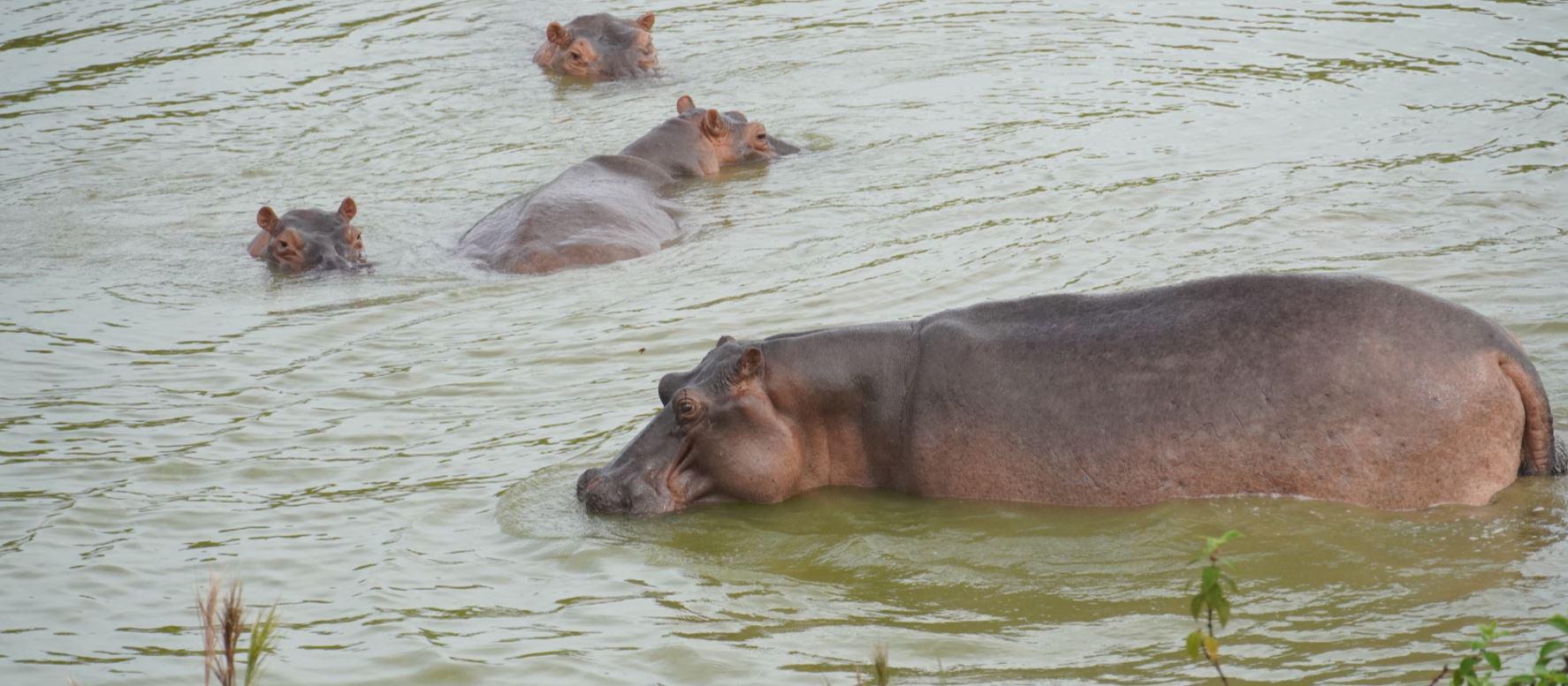 $!Cuatro hipopótamos andan libres en un humedal cerca de la finca del traficante.