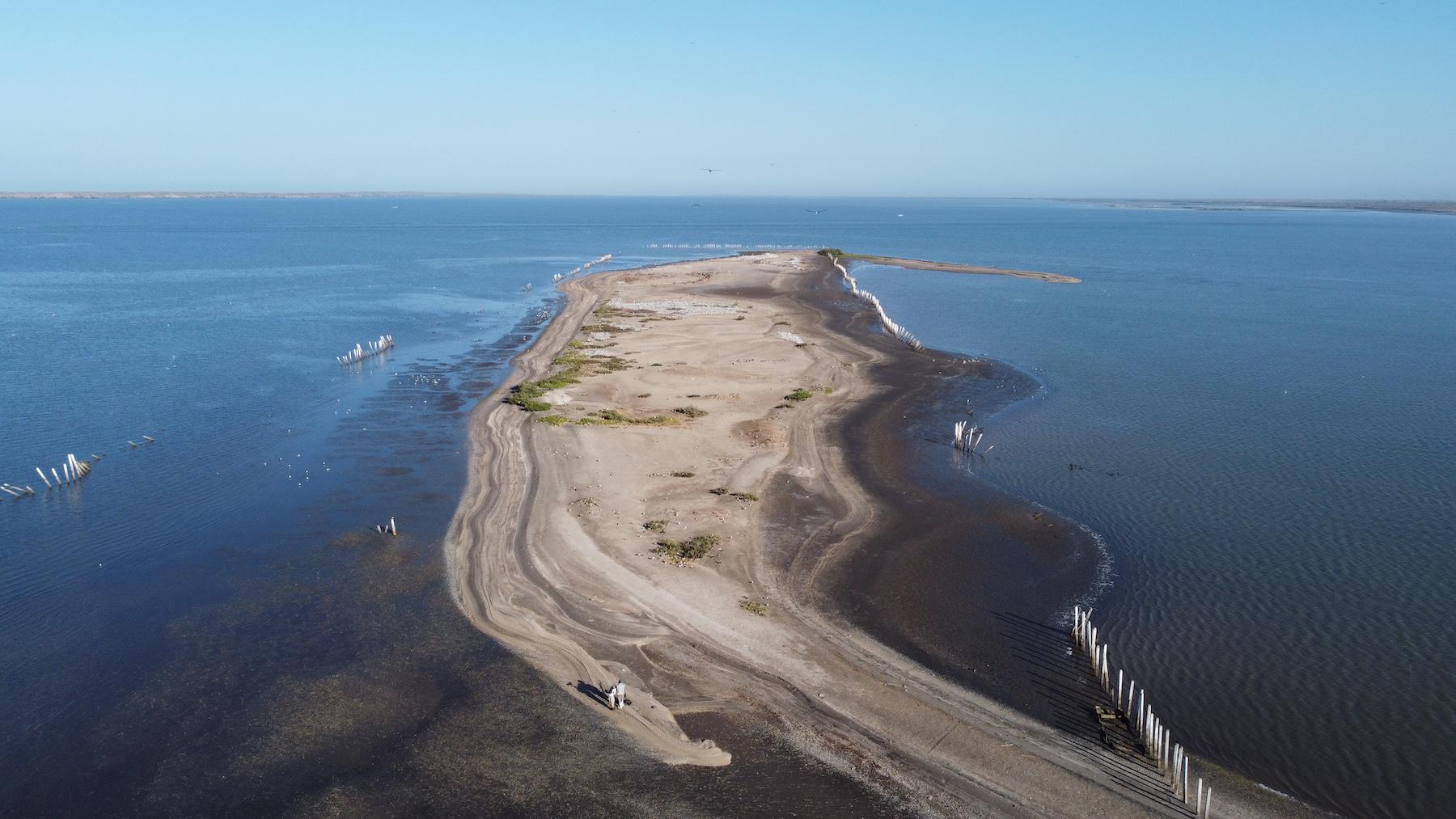 $!Un refugio inesperado: el amenazado ostrero americano del Pacífico encontró un hogar vital en el noroeste de México