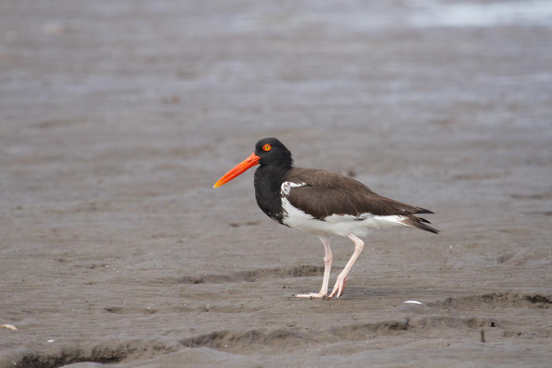 $!Un refugio inesperado: el amenazado ostrero americano del Pacífico encontró un hogar vital en el noroeste de México