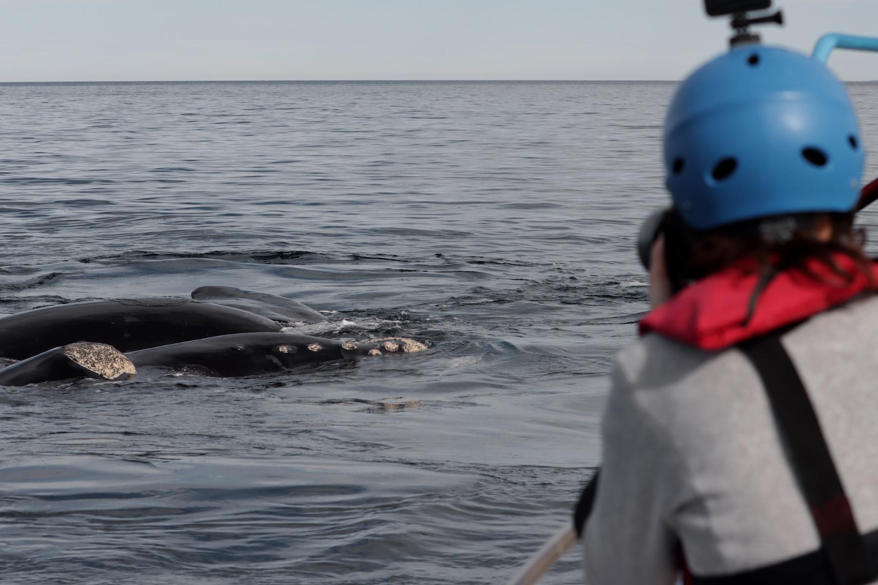 $!Siguiendo ballenas francas: cómo funciona el proyecto que rastrea sus rutas migratorias desde el espacio exterior