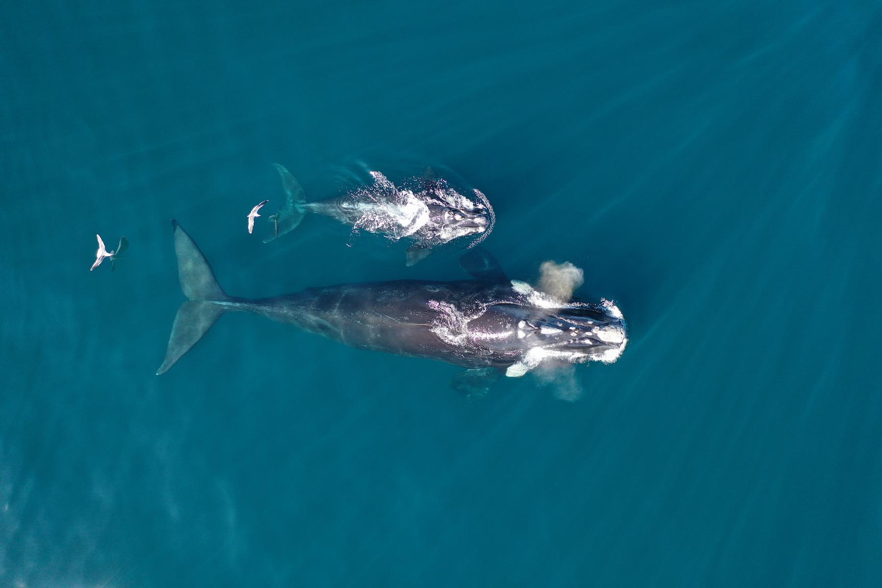 $!Siguiendo ballenas francas: cómo funciona el proyecto que rastrea sus rutas migratorias desde el espacio exterior