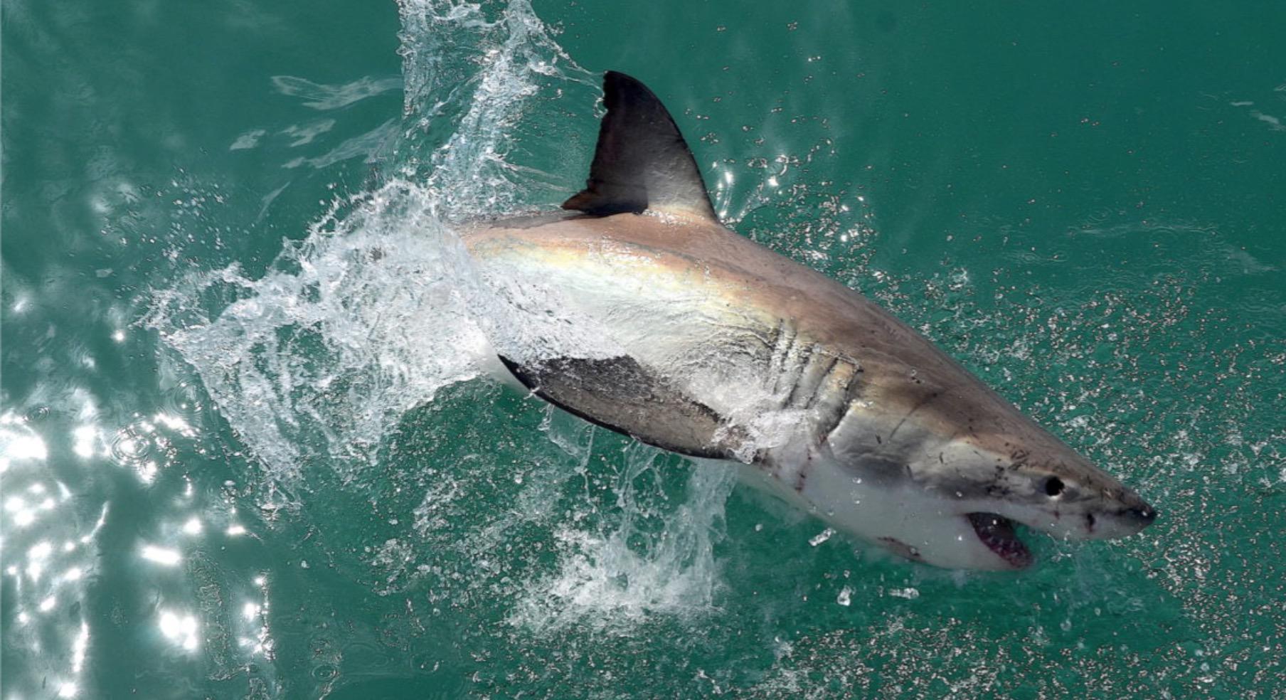 $!Tiburón blanco, Gansbaai: Hace diez años, se estimaba que había 300 tiburones reproductores en la población del tiburón blanco; se cree que el número mínimo para evitar la endogamia es de alrededor de 500.