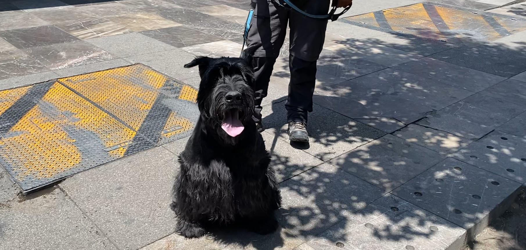 $!’Rocky’ subió de peso y hasta de colesterol, pero ya disfruta como siempre: juguetón e inquieto