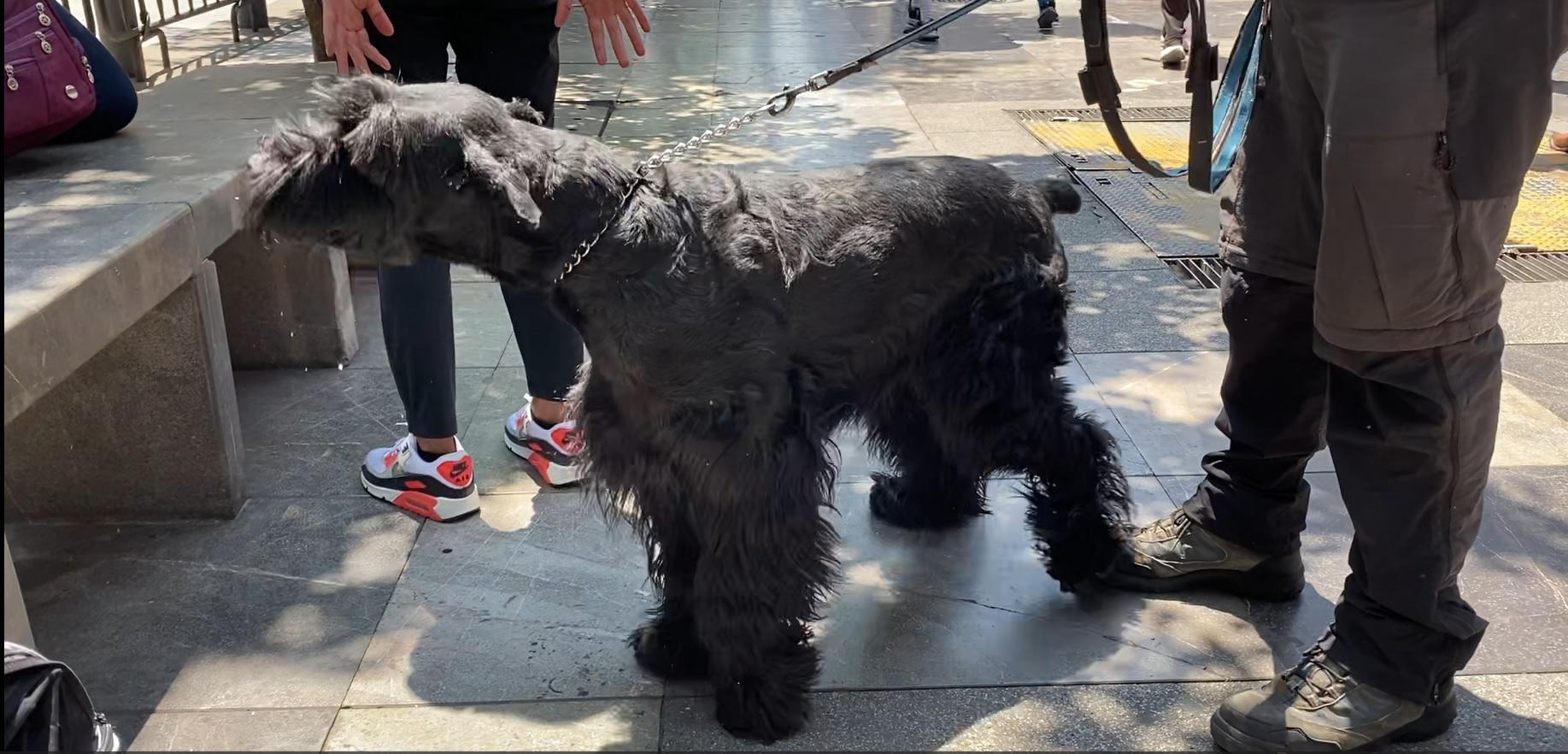 $!’Rocky’ subió de peso y hasta de colesterol, pero ya disfruta como siempre: juguetón e inquieto