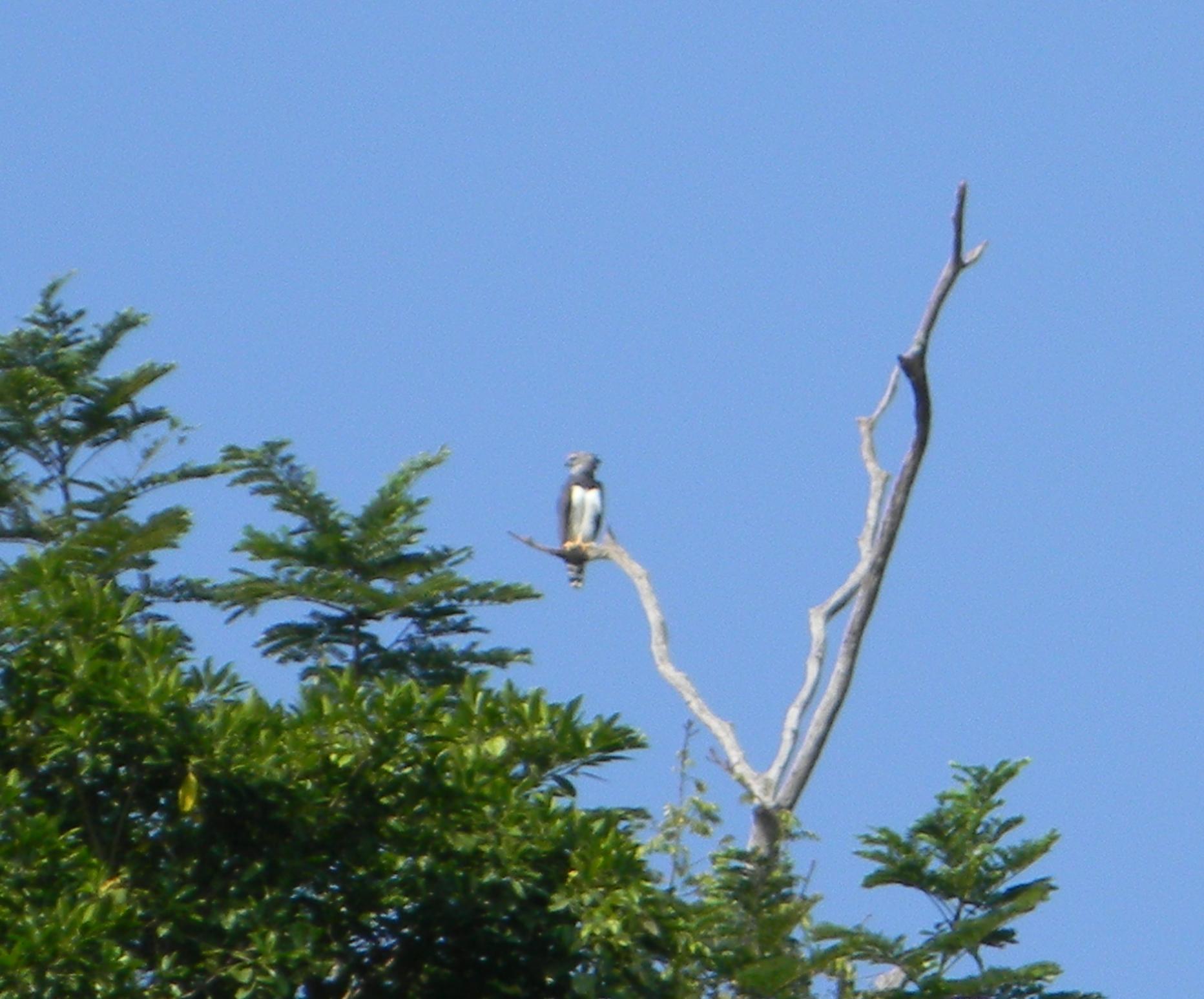 $!Águila harpía: reaparece la majestuosa ave rapaz que se creía extinta en México