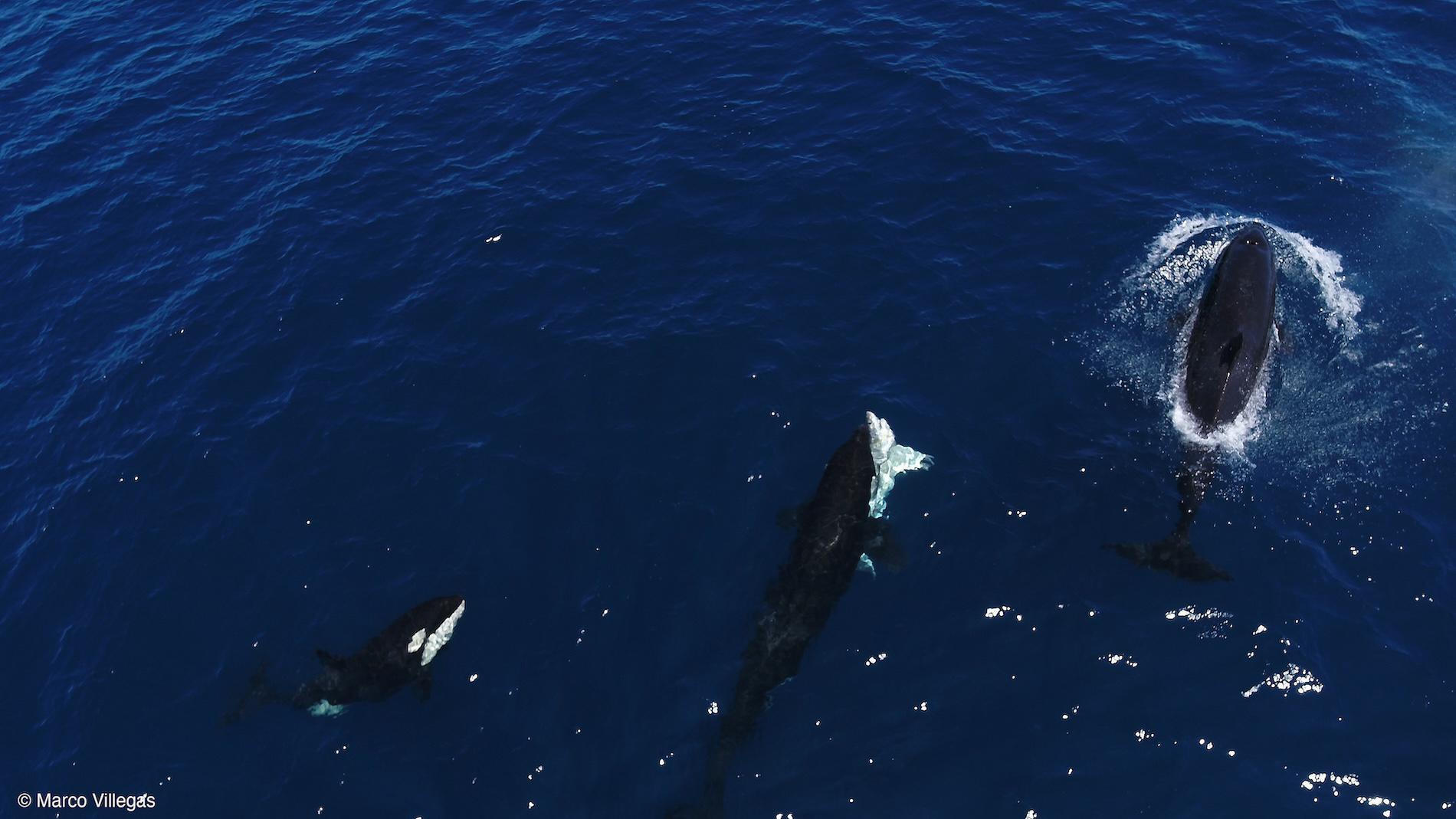 $!Orcas atacando a un tiburón blanco juvenil (Carcharodon carcharias) el 3 de agosto de 2022.
