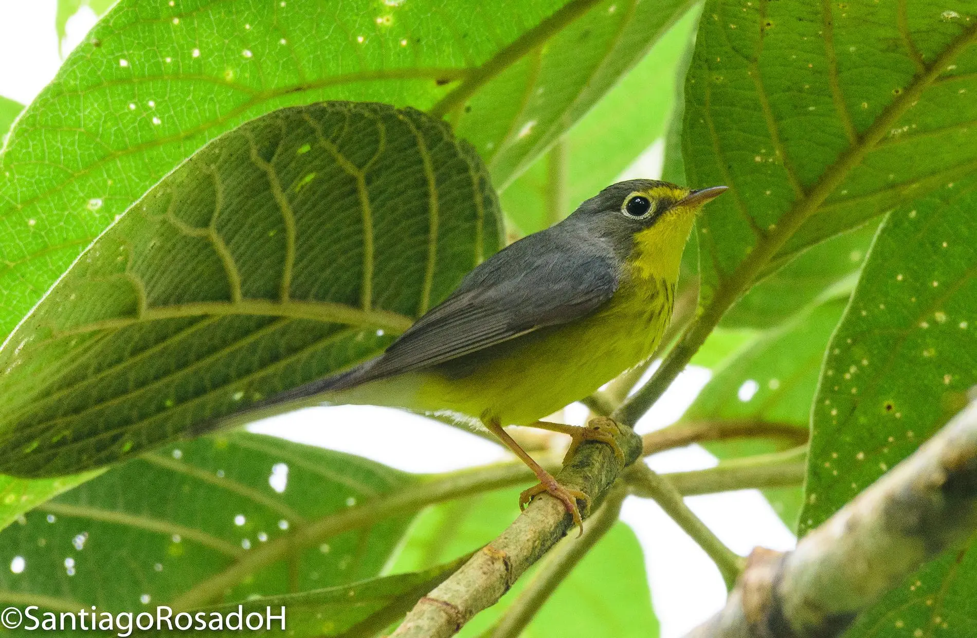$!Hembra de reinita de Canadá (Cardellina canadensis).