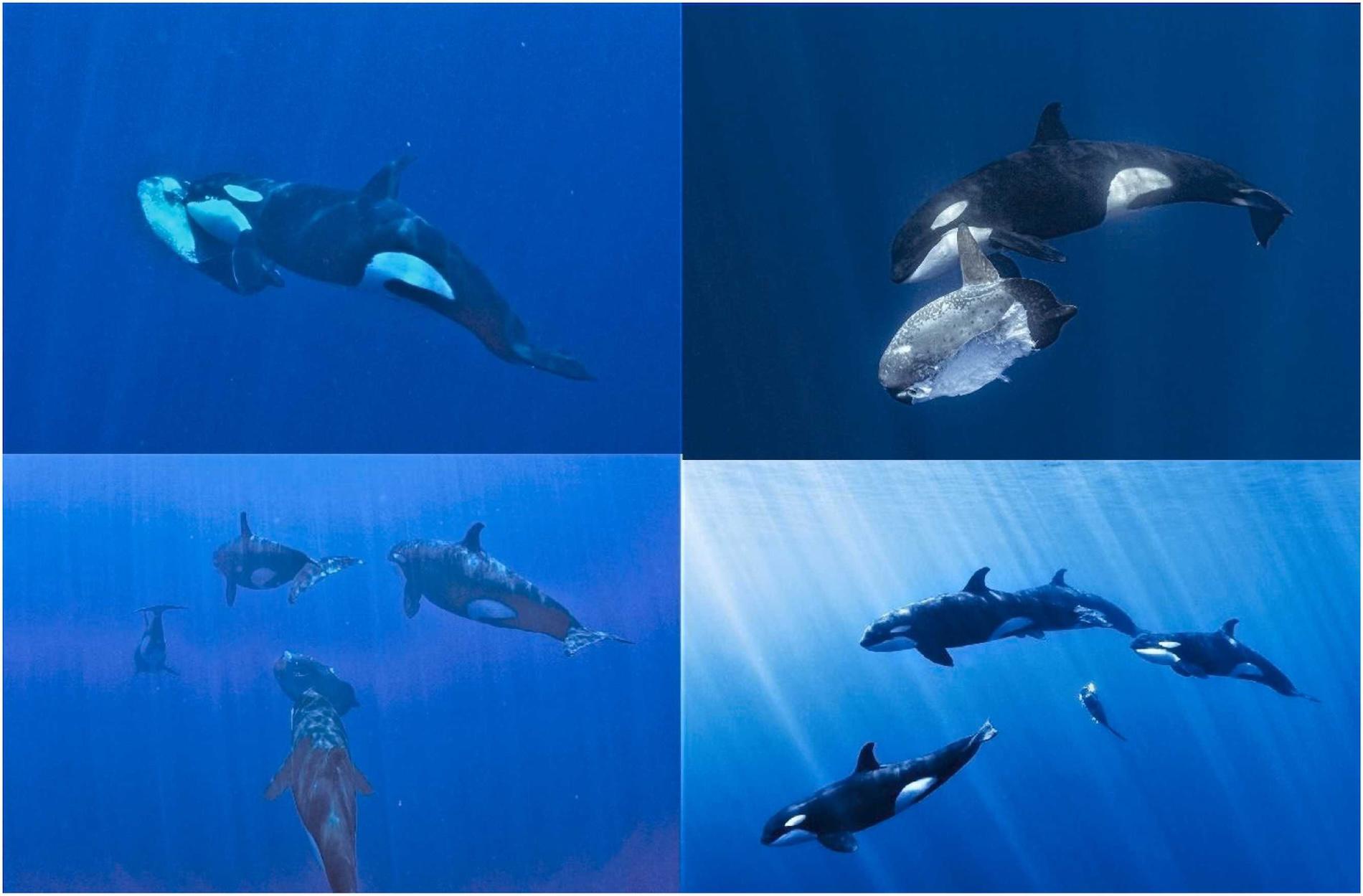 $!Imágenes submarinas de un grupo de seis orcas atacando a un M. lanceolatus el 21 de octubre de 2022.