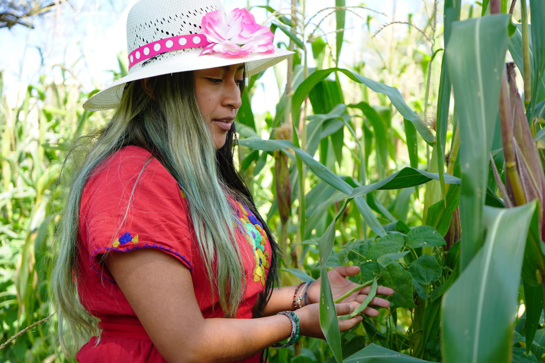 $!Xananine Calvillo durante un recorrido por la milpa tradicional resguardada por su compañera María y su familia en la comunidad de San Marcos Tlacoyalco.