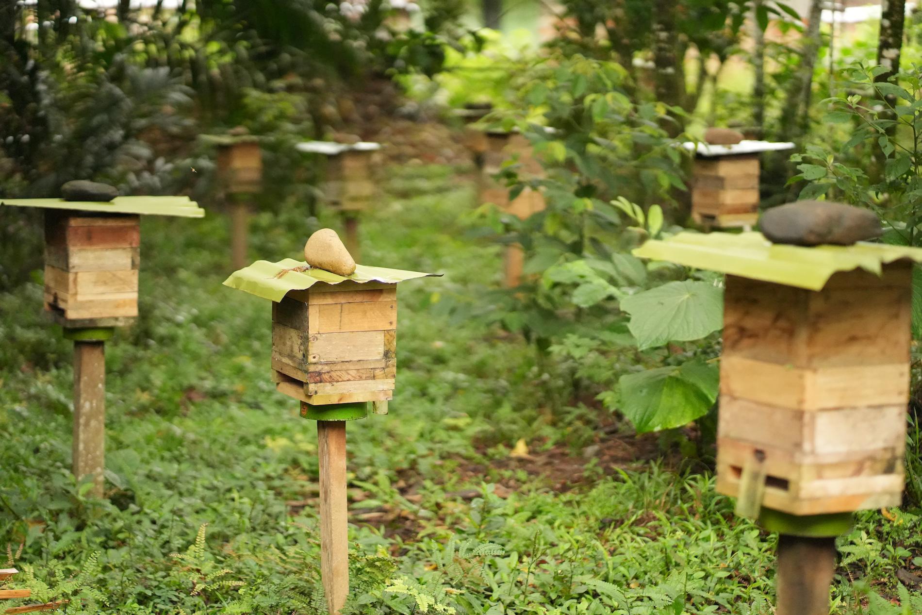 $!Las colmenas de abejas meliponas de Wapas Nuwa en territorio achuar.