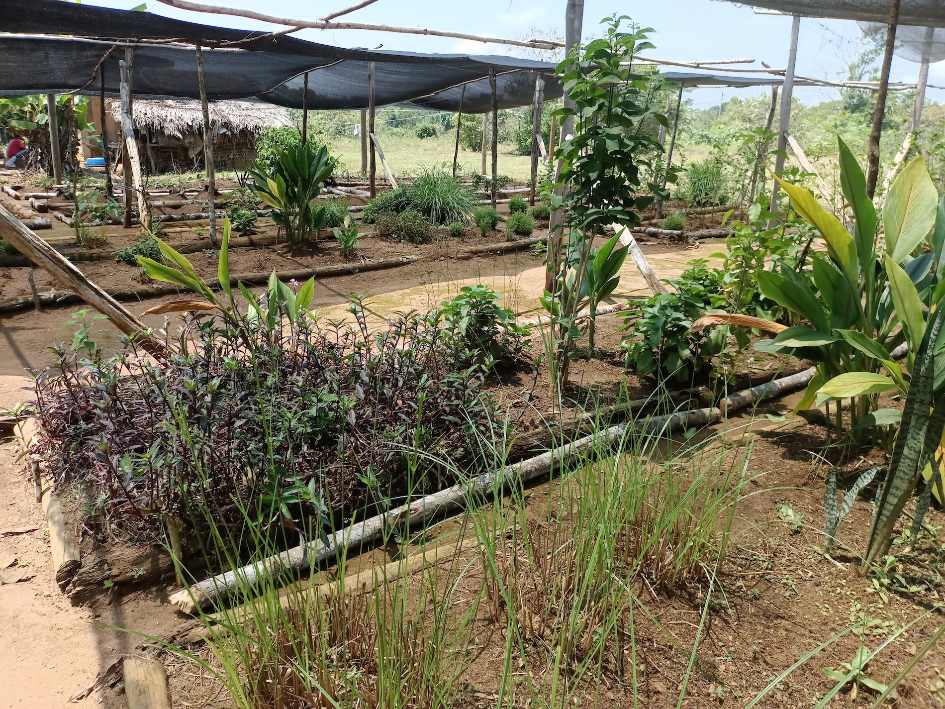$!O’KO PAK’O —“Madre de medicina”— es un jardín comunitario de plantas medicinales de la Amazonía colombiana.