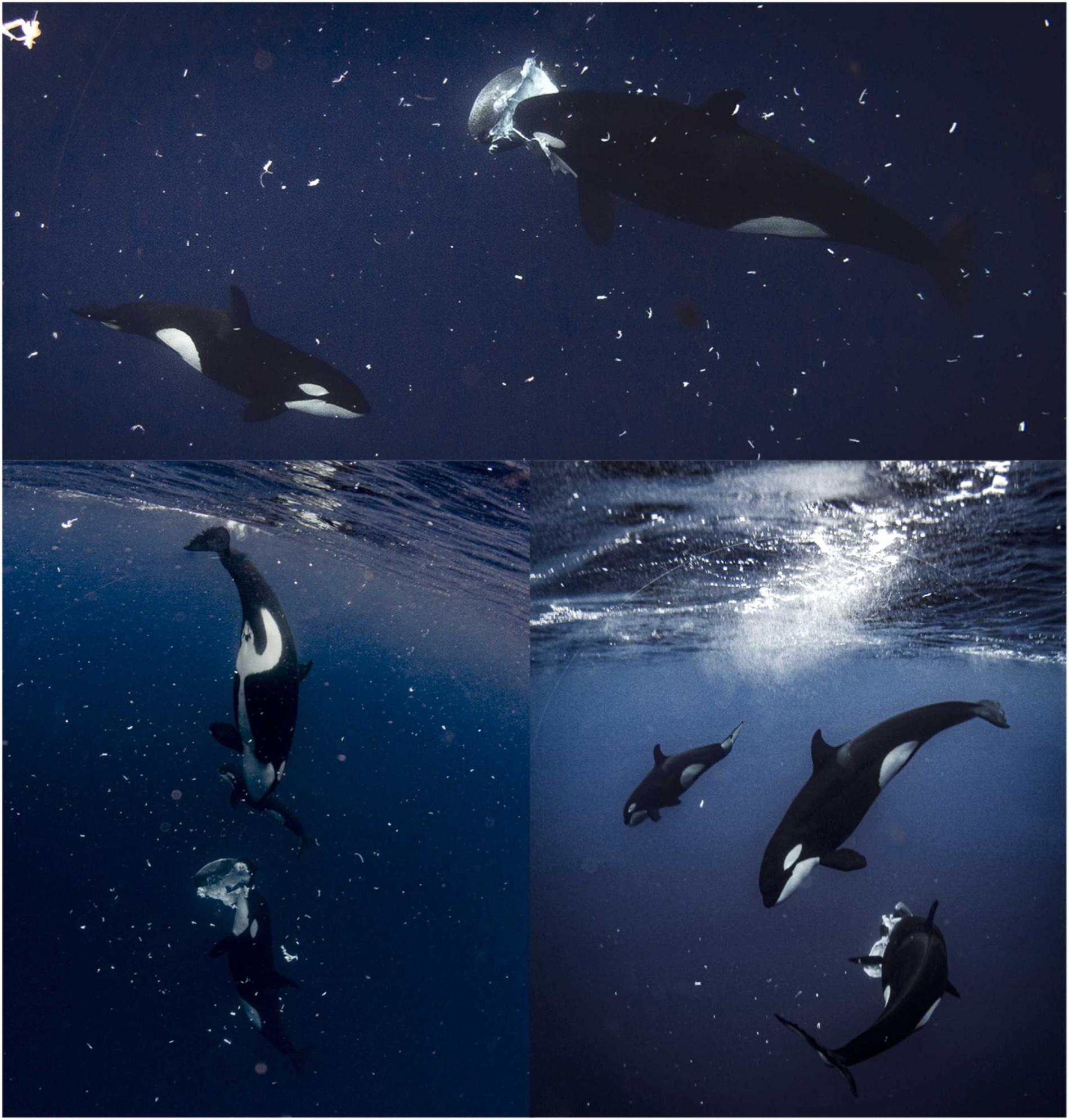 $!Una manada de cinco orcas ataca a un pez luna. Tras dispersarse, tres orcas permanecieron en la zona mientras los investigadores grababan el ataque. Las imágenes muestran a dos orcas adultas alimentándose del pez luna, con una cría cerca.