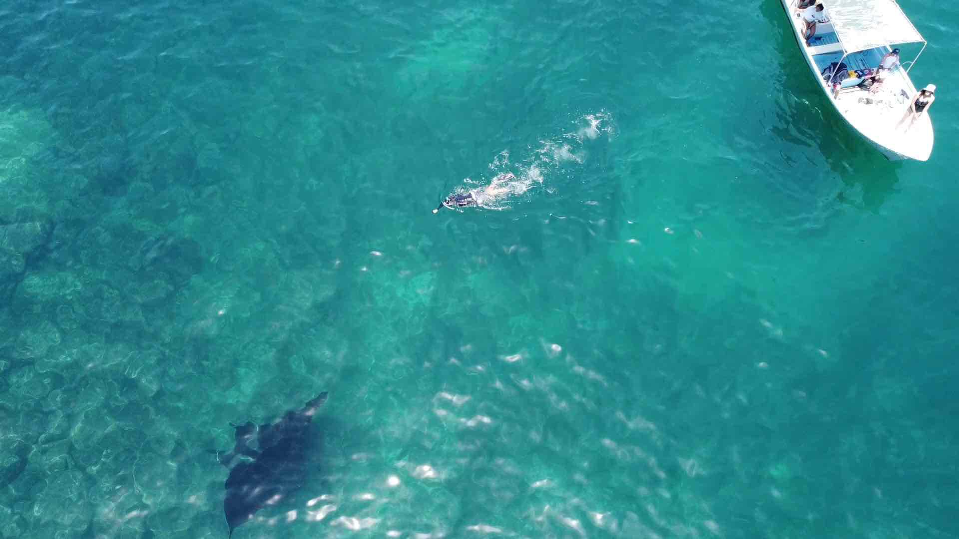 $!México: ciencia y participación social para proteger a las gigantes de Bahía de Banderas