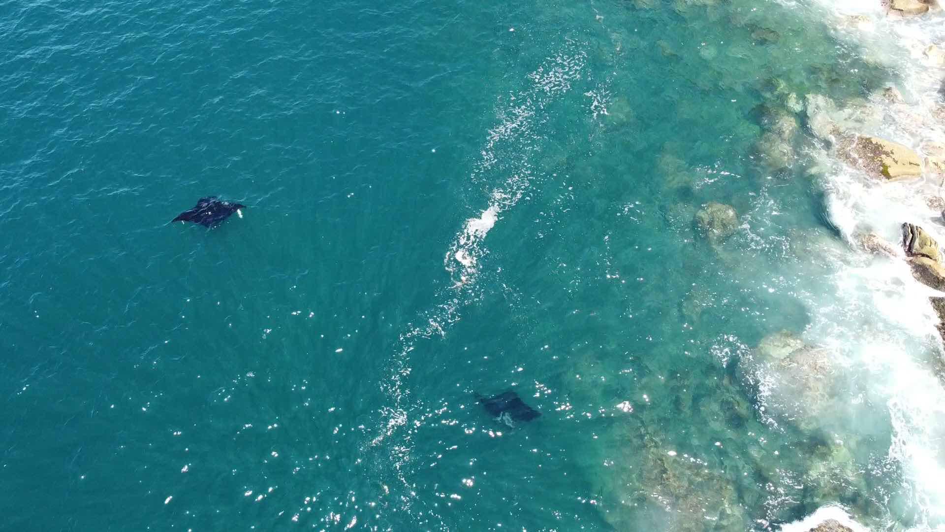 $!México: ciencia y participación social para proteger a las gigantes de Bahía de Banderas