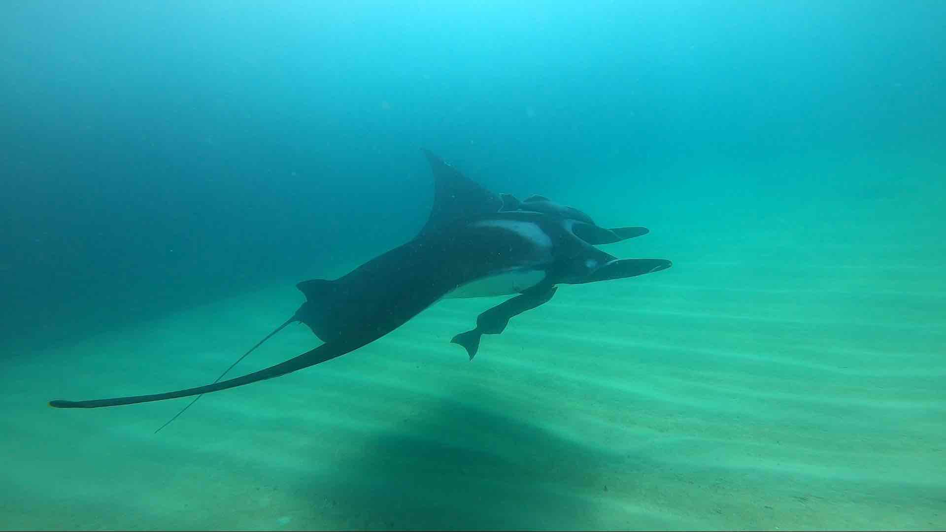 $!México: ciencia y participación social para proteger a las gigantes de Bahía de Banderas