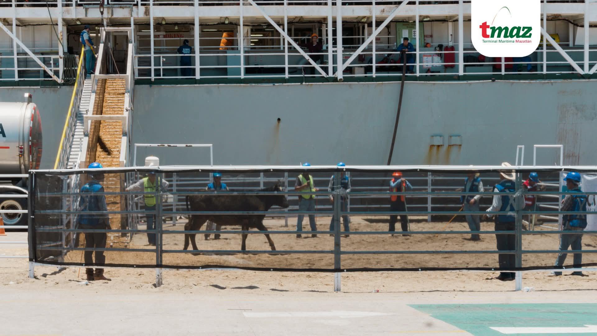 $!Arriba a Mazatlán buque ganadero con más de 4 mil 700 reses procedentes de Australia