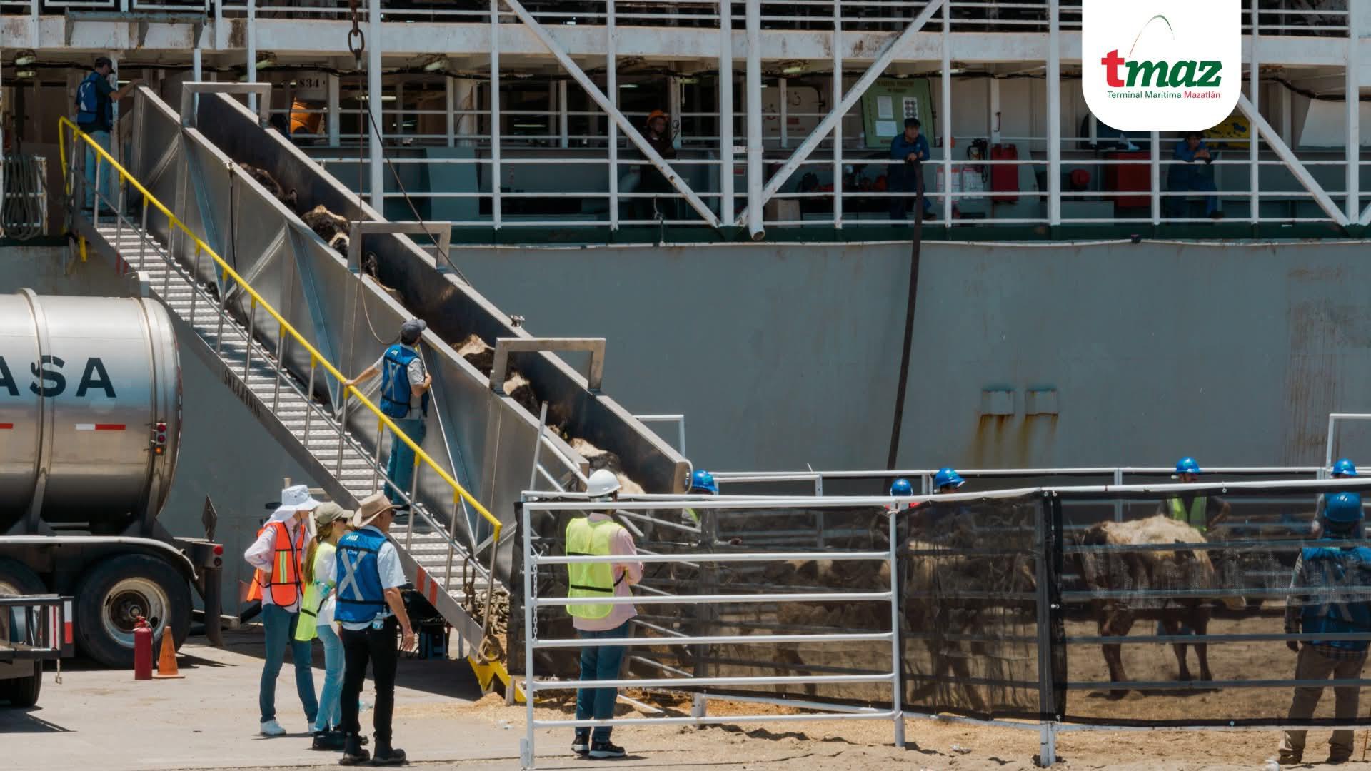 $!Arriba a Mazatlán buque ganadero con más de 4 mil 700 reses procedentes de Australia
