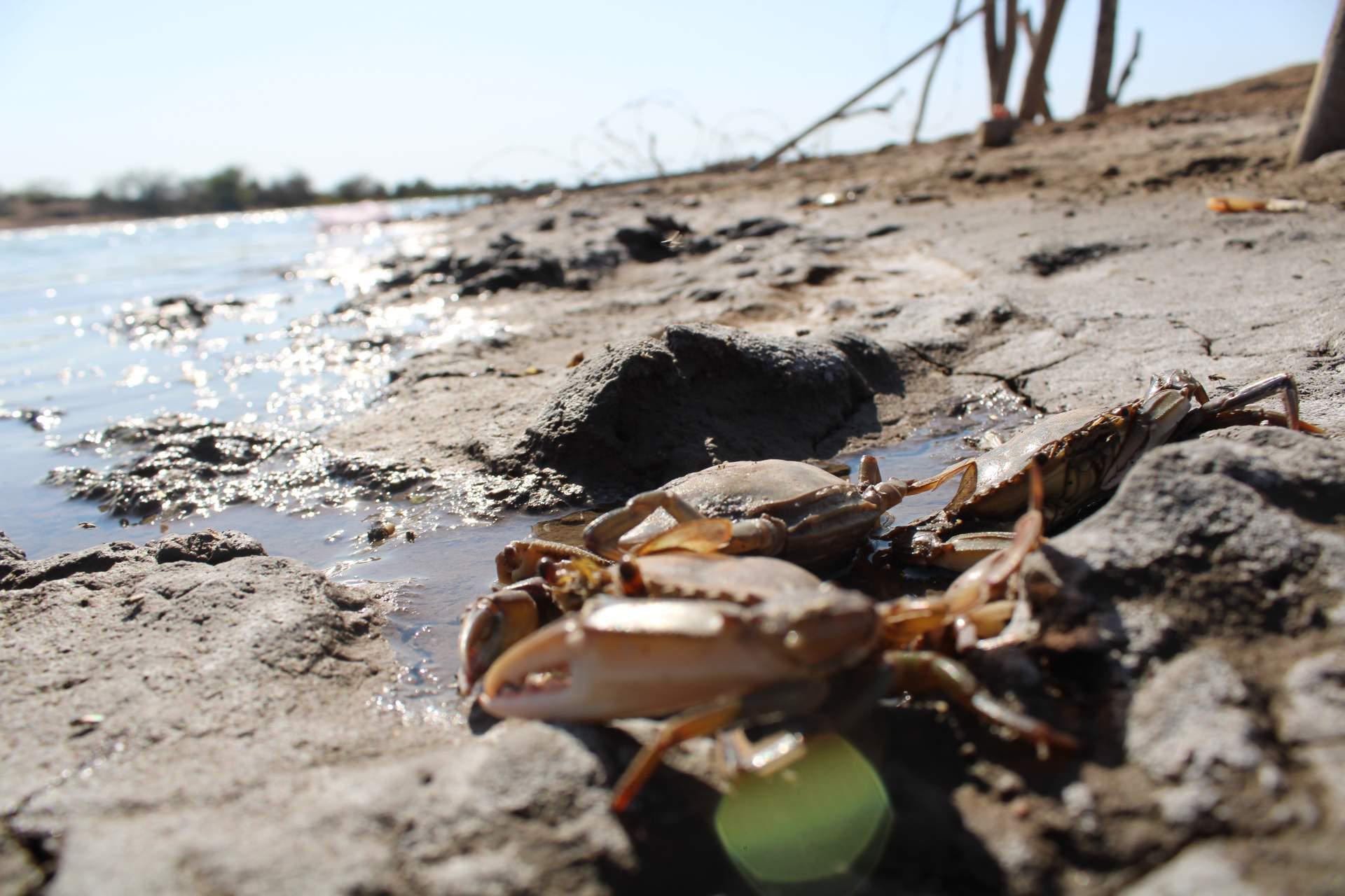 $!Genera temor mancha verde y espuma blanca en el Huizache-Caimanero