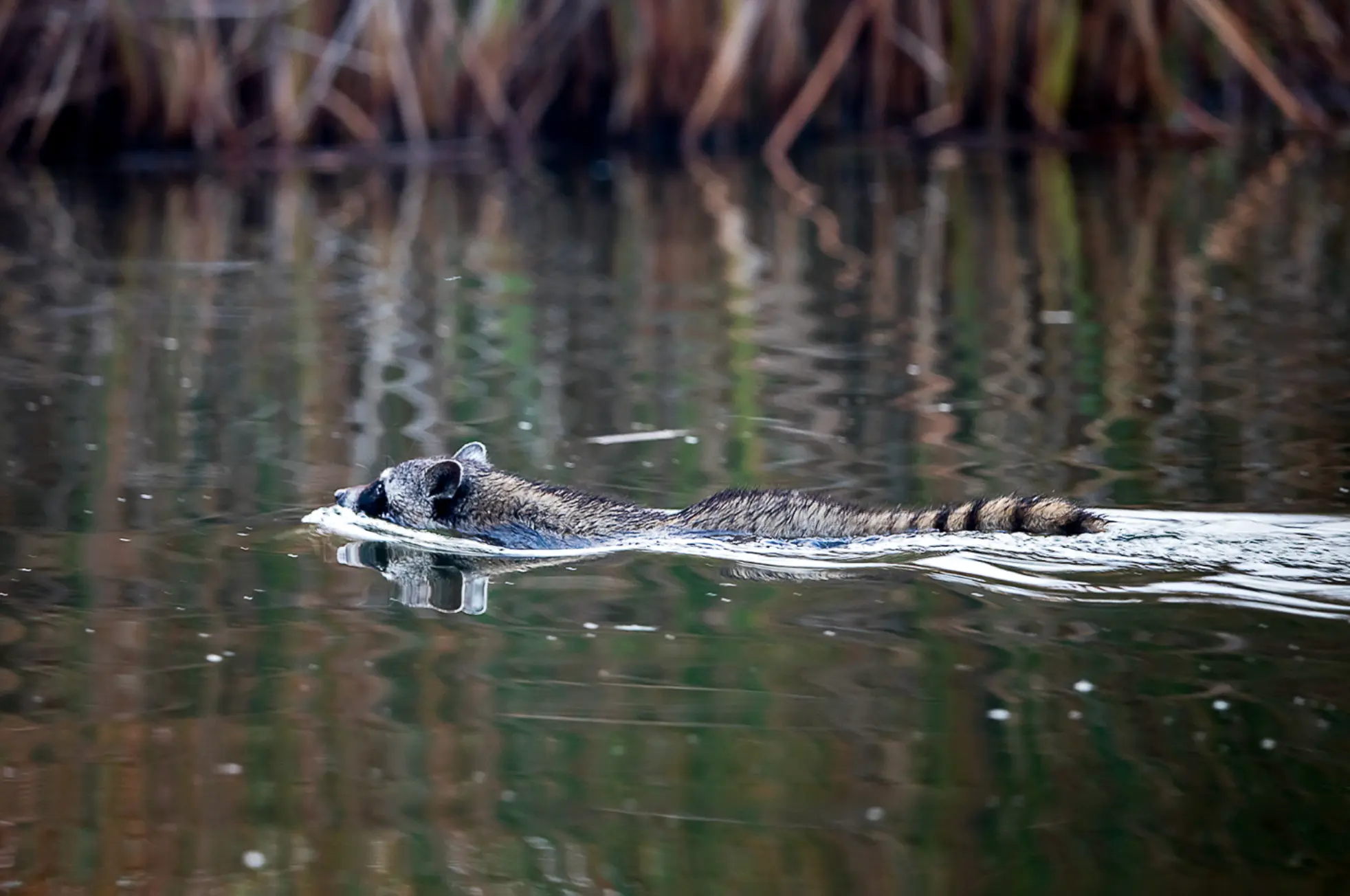 $!Mapache del desierto de Colorado (Procyon lotor pallidus).