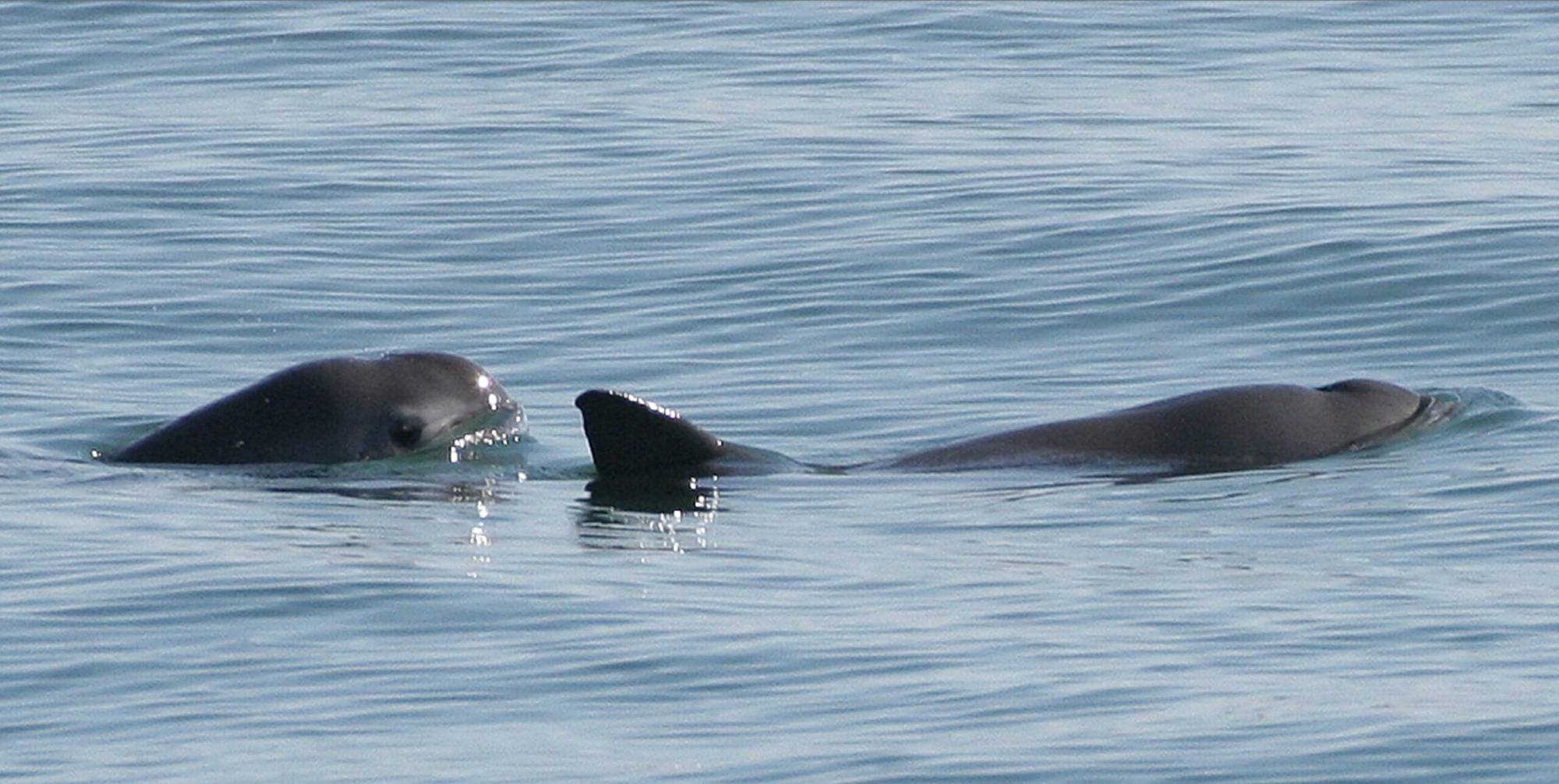 $!Vaquita marina en peligro: cambios en el nuevo refugio marcan el debate en México
