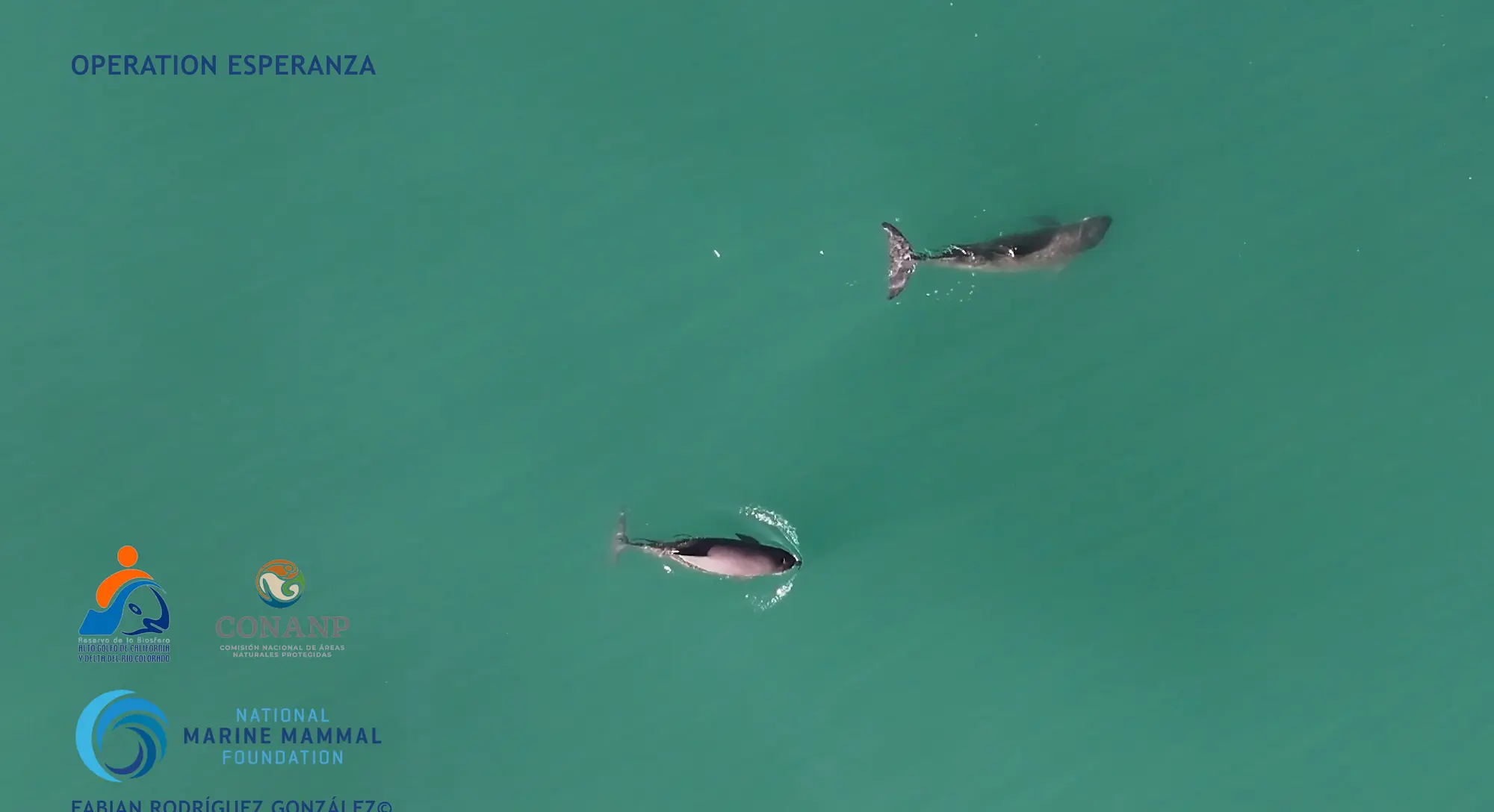 $!Vaquitas marinas (Phocoena sinus) avistadas en mayo de 2024 en el Alto Golfo de California, durante la Operación Esperanza.