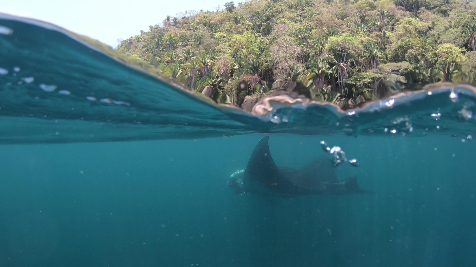 $!México: ciencia y participación social para proteger a las gigantes de Bahía de Banderas