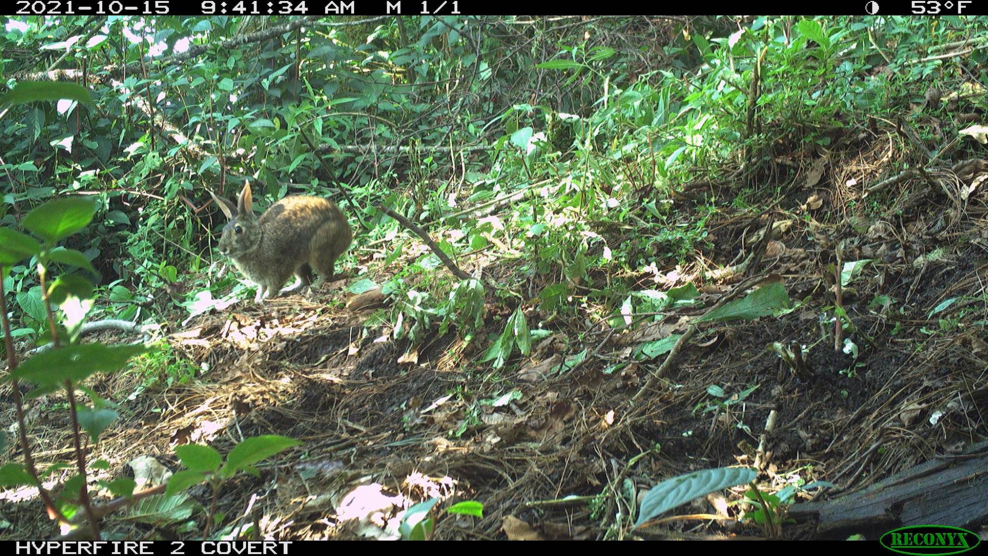 $!Sylvilagus insonus fotografiado en octubre de 2021 por una cámara trampa.