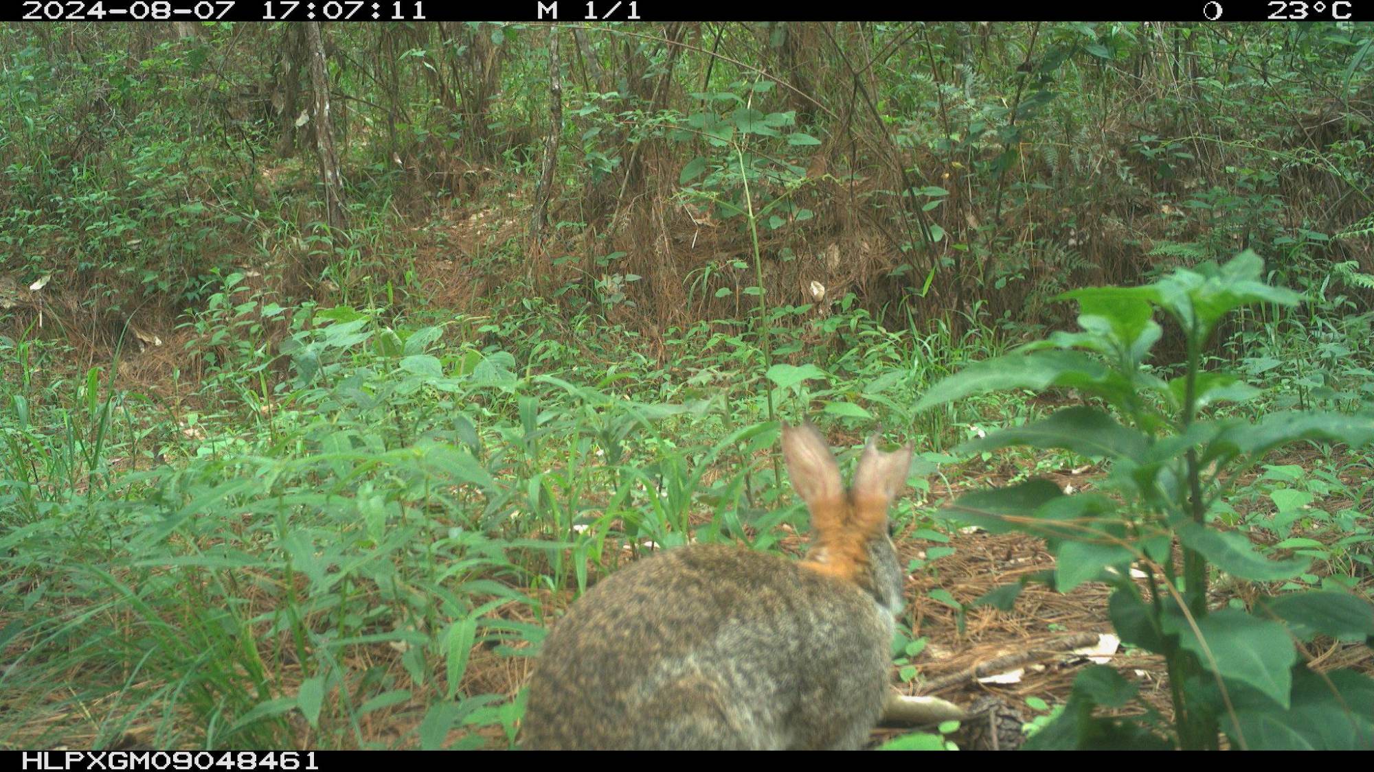 $!Conejo de Omiltemi (Sylvilagus insonus) forrajeando de espaldas a una cámara trampa.