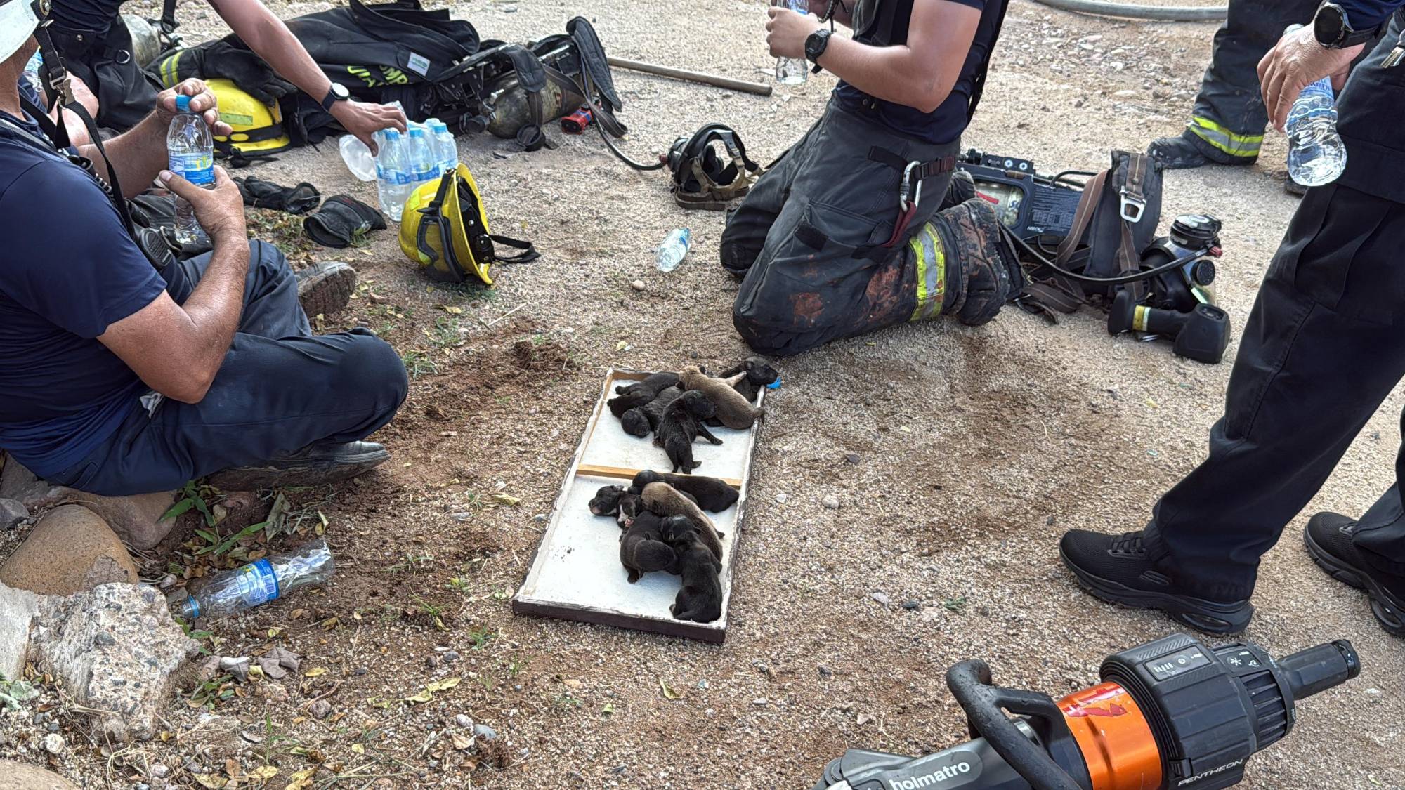 $!Rescatan a 10 cachorros atrapados en casa baleada e incendiada en Culiacán