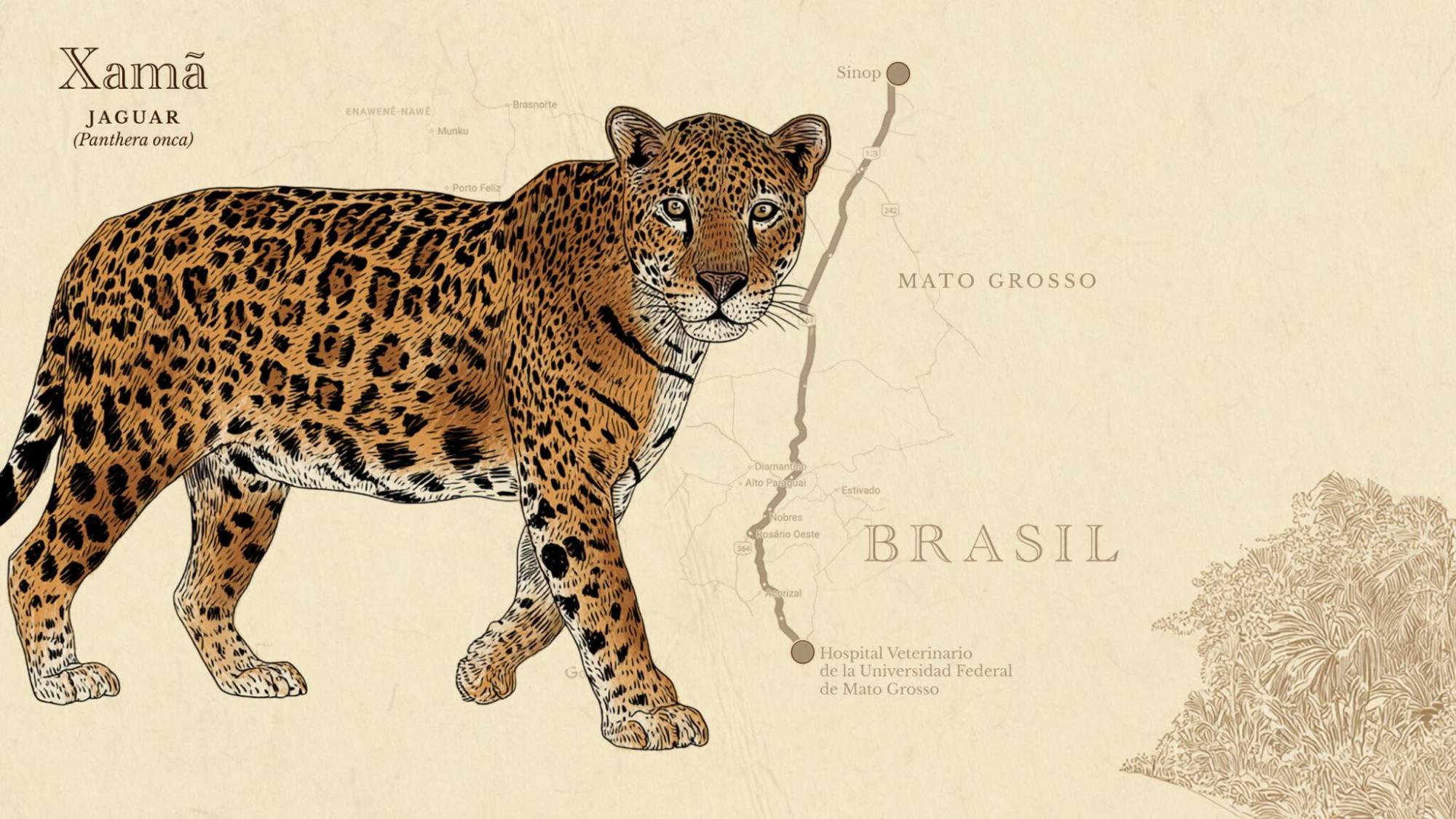 $!Xamã fue encontrado cuando tenía aproximadamente dos meses de edad en una propiedad rural en la región de Sinop, en el estado de Mato Grosso, en Brasil.