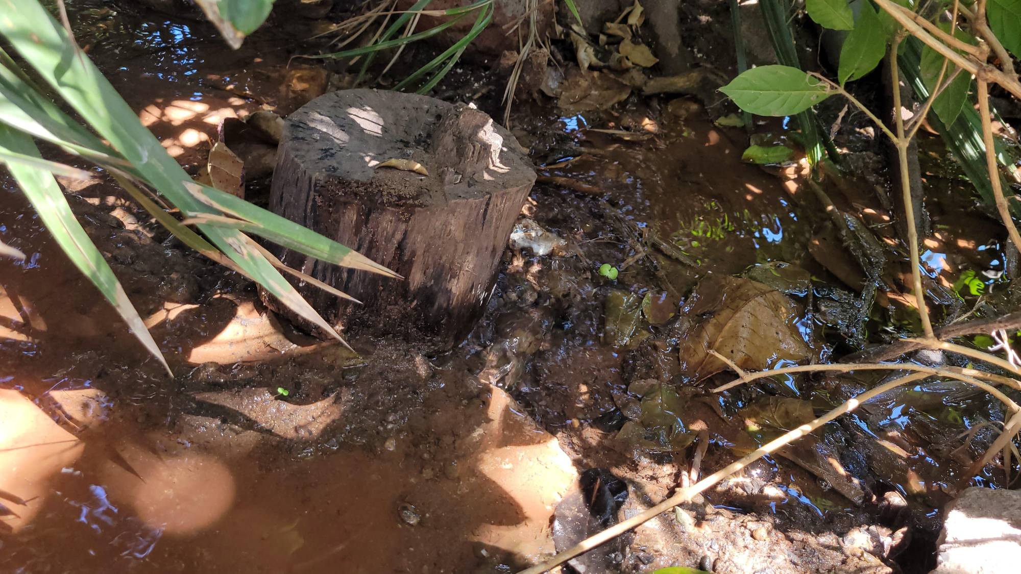 $!Hace cuatro días que agua limpia brota en la Agustina Ramírez, Culiacán, pese a sequía