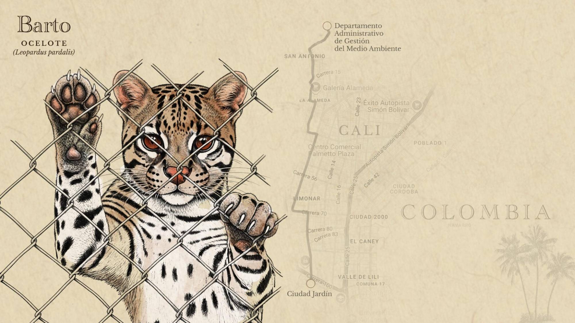 $!Así es la vida de Barto, un ocelote rescatado del tráfico de vida silvestre en Colombia