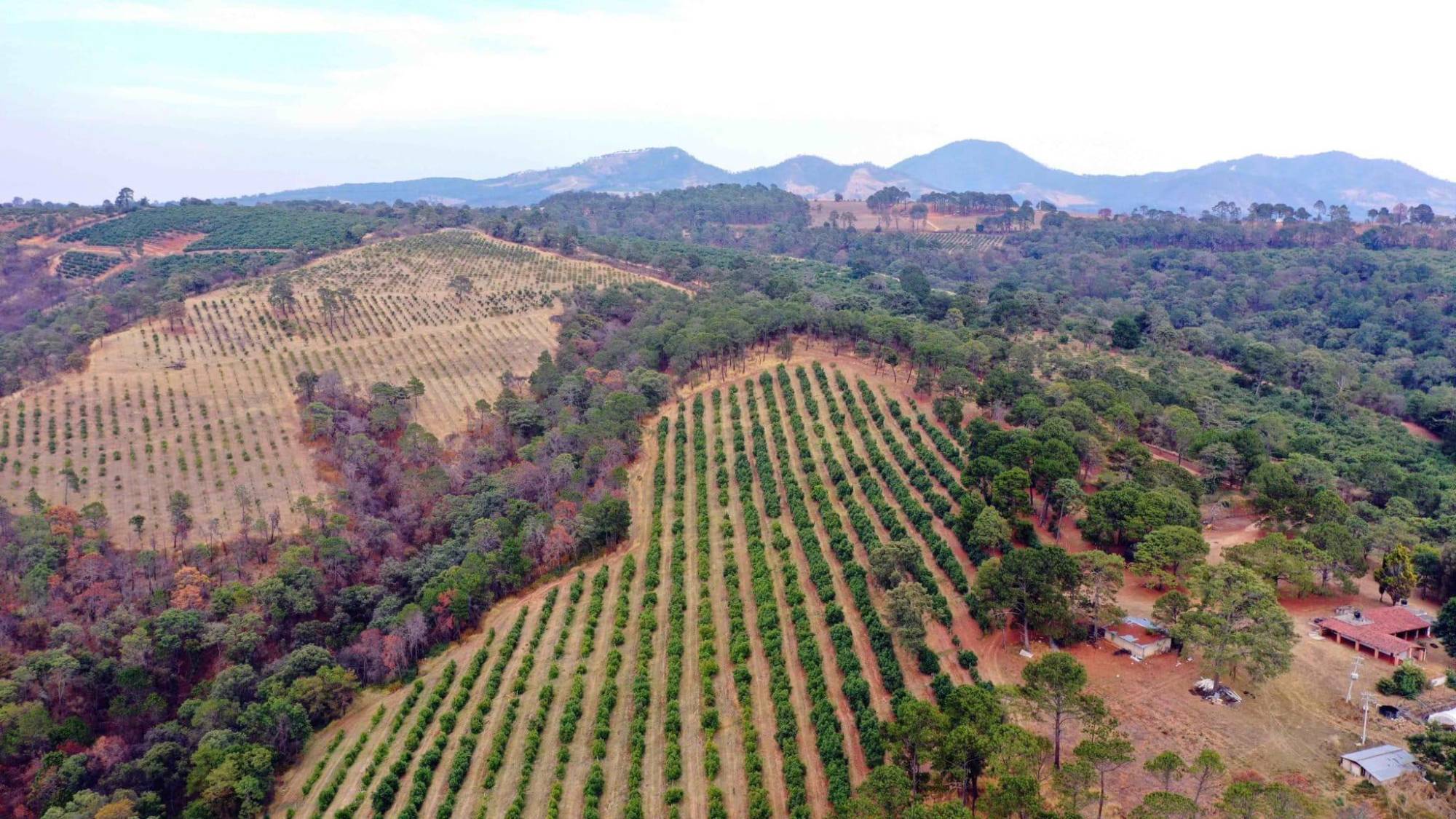 $!Minería, tala, aguacate y narcolaboratorios: las industrias contaminantes que el CJNG expandió bajo el mando de ‘El Mencho’