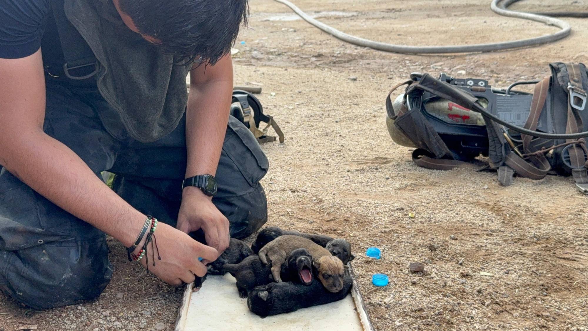 $!Rescatan a 10 cachorros atrapados en casa baleada e incendiada en Culiacán