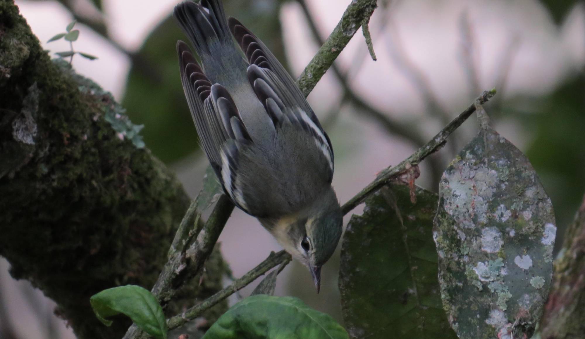 $!Reinita cerúlea (Setophaga cerulea) hembra.