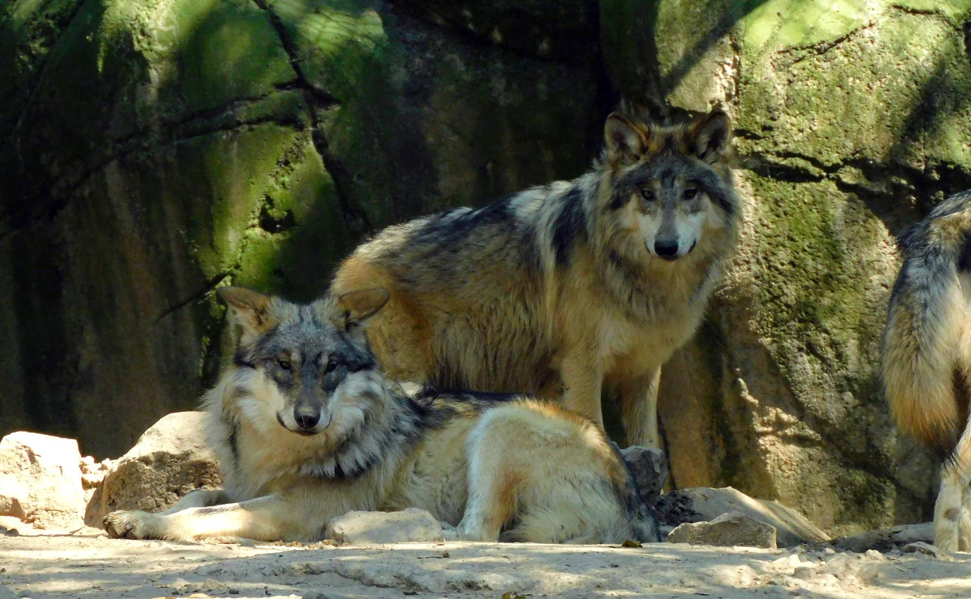 $!Coppel y Fundación Coppel lanzan campaña para la conservación del lobo mexicano